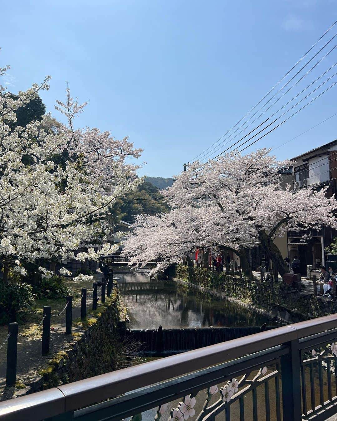 やまとや（城崎温泉)さんのインスタグラム写真 - (やまとや（城崎温泉)Instagram)「城崎温泉　桜満開」3月31日 13時35分 - yamatoya2018