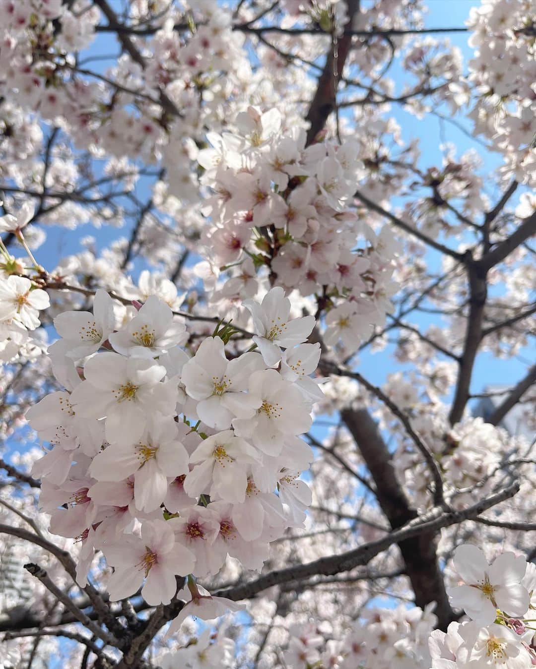 DJ YURiAさんのインスタグラム写真 - (DJ YURiAInstagram)「ちょとお花見できた日🌸 暖かかったなぁ🌿  #cherryblossom  #tokyo #shorthair #桜 #お花見 #🌸」3月31日 13時43分 - djyuria