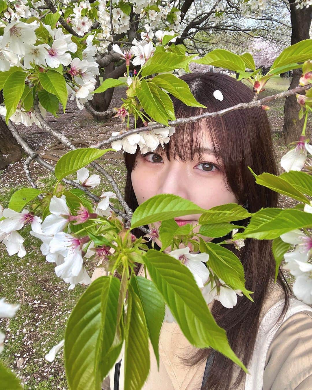 小片リサさんのインスタグラム写真 - (小片リサInstagram)「. どあっぷ🤦🏻‍♀️  3枚目はあるあるって感じで撮ってみたけど ほぼ葉桜でしたね🤦🏻‍♀️埋もれてる🤦🏻‍♀️🤦🏻‍♀️  満開のさくらがきれいなのはもちろん、 少しずつ緑が増えていくのも四季を感じられてすき〜  #桜 #さくら #お花見 #自撮り」3月31日 14時04分 - risa__ogata.official