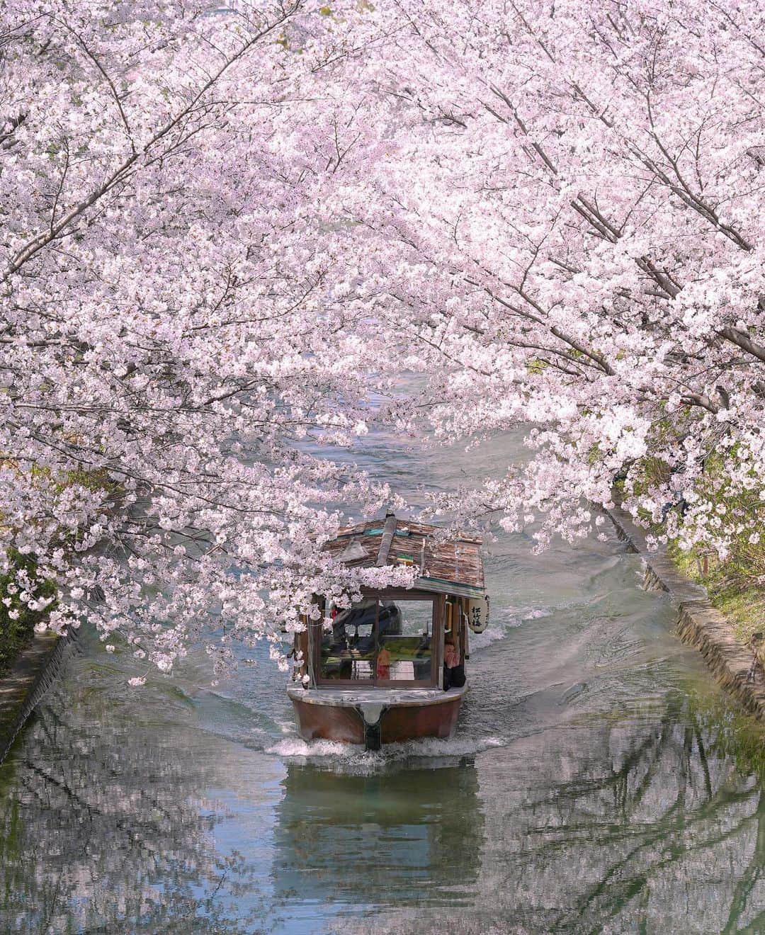 masayaのインスタグラム：「伏見十石舟 Kyoto Fushimi Jikkokubune Boat Cruise」