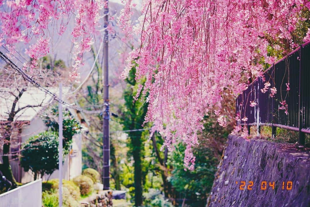 渡辺由布子のインスタグラム：「🚃  都心よりも少し遅れて桜の見頃を迎える箱根。  新宿駅から小田急ロマンスカーと箱根登山鉄道が定番だけど、バスタ新宿から高速バスで2時間ほど揺られ、途中の山道や車窓からのぞく枝垂れ桜を楽しみながら向かうのもまた良き。  去年の4月、とある週末。 お天気に恵まれ、ポカポカ暖かく、日中は汗ばむほどの陽気で、絶好のドライブ日和。  桜が終われば新緑から紅葉、雪景色。訪れるたびに四季の移ろいを感じる大好きな旅先の一つ。  🔖現在箱根にまつわる写真に #jalan_hakone を付けて投稿すると、じゃらん公式アカウントやじゃらんnet (@jalan_net )に掲載される可能性があります。 皆さんの思い出もシェアしてね♡  📷 @sony α6400＋SIGMA 56mm  #じゃらん #jalan_net #sponsored #箱根登山鉄道 #箱根旅行 #温泉旅行 #花見 #cherryblossom #sakura #hotsprings #japantrip #TravelWriter #🌸   🏷 箱根登山鉄道 📍 @fufu_hakone  🗾 #Hakone (#箱根 ) #Gora (#強羅 ) 🌎 #🇯🇵 #Japan (#日本 ) 📆 2022/4/10」