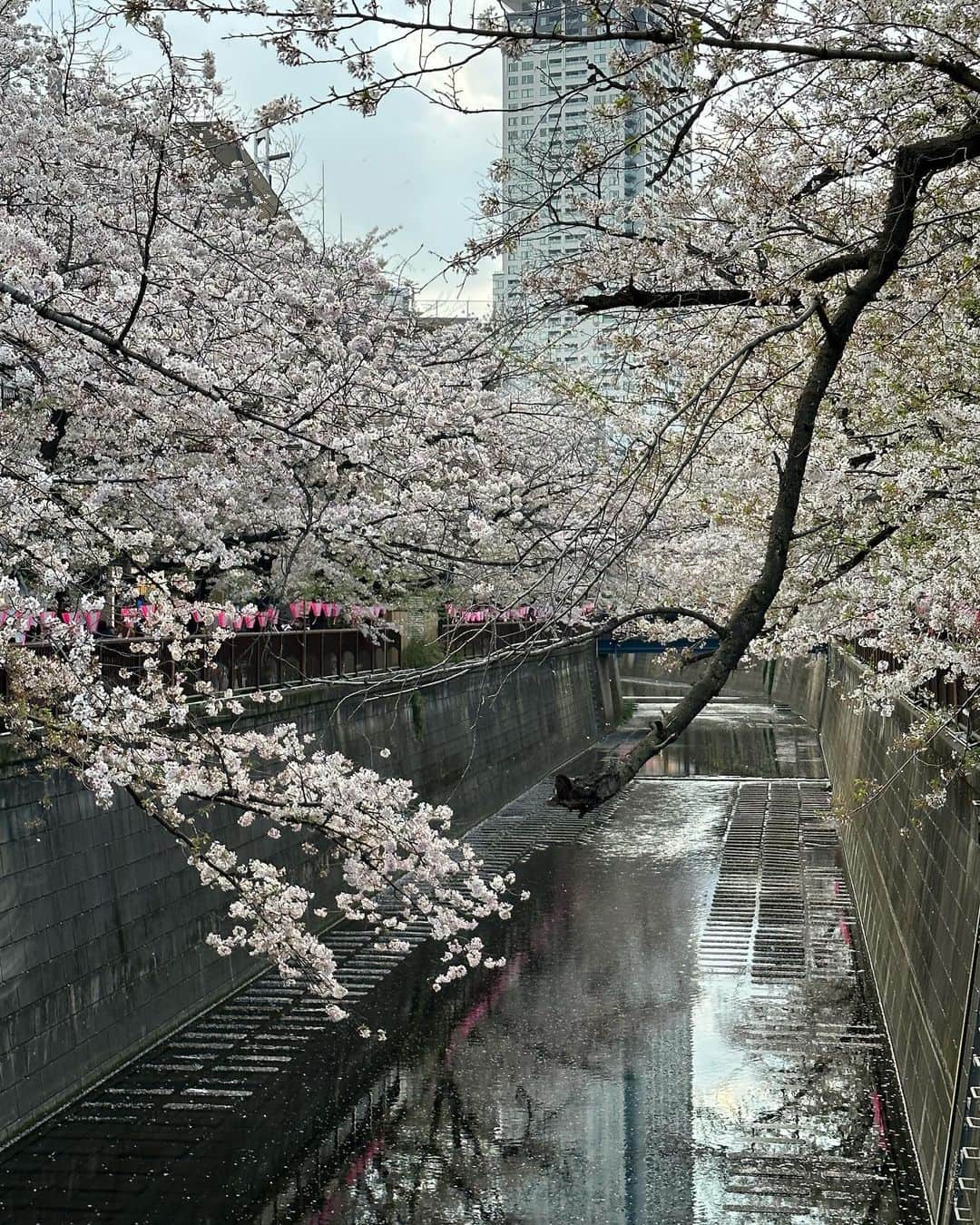 大西結花のインスタグラム：「さくらさくら🌸  #yuka #yukaonishi #大西結花 #80年代 #80年代アイドル #さくら #桜 #sakura #cherryblossom #japan #tokyo #march #spring #meguro #beautiful #amazing」