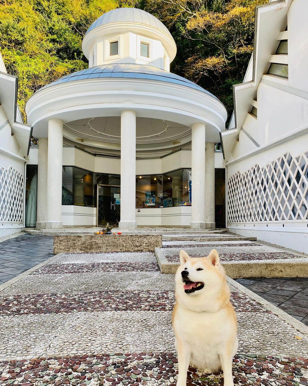 Kazumi-Gakumamaさんのインスタグラム写真 - (Kazumi-GakumamaInstagram)「松崎は、静岡県の伊豆半島の西海岸にある「なまこ壁(斜めに貼った平瓦のめじを漆喰で盛り上げた壁)」の民家や蔵が多い港町です⚓️ *  かまぼこ状に盛り上がった漆喰の形状が、海鼠(なまこ)に似ているので「なまこ壁」と言われています。 *  狩野派で絵師として修行し、彫刻も学んだ漆喰芸術鏝絵の名工・入江 長八は、75歳で亡くなるまで多くの作品を残しました。 百年前の、1923(大正12)年、関東大震災で大半が消失してしまいましたが、「伊豆の長八美術館」には約45点の作品が見られます🖼 *  入江 長八の作品「唐詩春暁の図」(3枚目の写真) *  浜丁(旧依田邸)のなまこ壁(5、6枚目の中写真) 🐾----*----*----*----🐾  Matsuzaki is a port town with many private houses and storehouses on the west coast of Shizuoka Prefecture's Izu Peninsula with namako walls (slanted flat tile walls raised with plaster)⚓️ * The raised plaster looks like a sea cucumber, so it is called a namako wall. *  Chohachi Irie, a master plaster artist who trained as a painter in the Kano school and also learned sculpture, left behind many works until his death at the age of 75.  100 years ago, in 1923 (Taisho 12), most of them were unfortunately lost in the Great Kanto Earthquake, but about 45 works can be seen at the Chohachi Museum of Art in Izu🖼 🐾----*----*----*----🐾  #柴犬 #岳 #柴犬岳 #柴犬ガク#gaku #shibainugaku #shiba #shibainu #shibastagram #いぬすたぐらむ #dogsofinstagram #ワンフルエンサー  #hermoso #Instagram #🐕📷 #柴犬岳の #松崎町 #伊豆まつざき #伊豆まつざきたのしー #松崎町観光協会 #静岡県 #静岡県観光協会 #静岡観光 #しずおか元気旅 #まちなか散策 #なまこ壁 #鏝絵 #入江長八#伊豆の長八美術館 #20230331」3月31日 14時49分 - shibainu.gaku