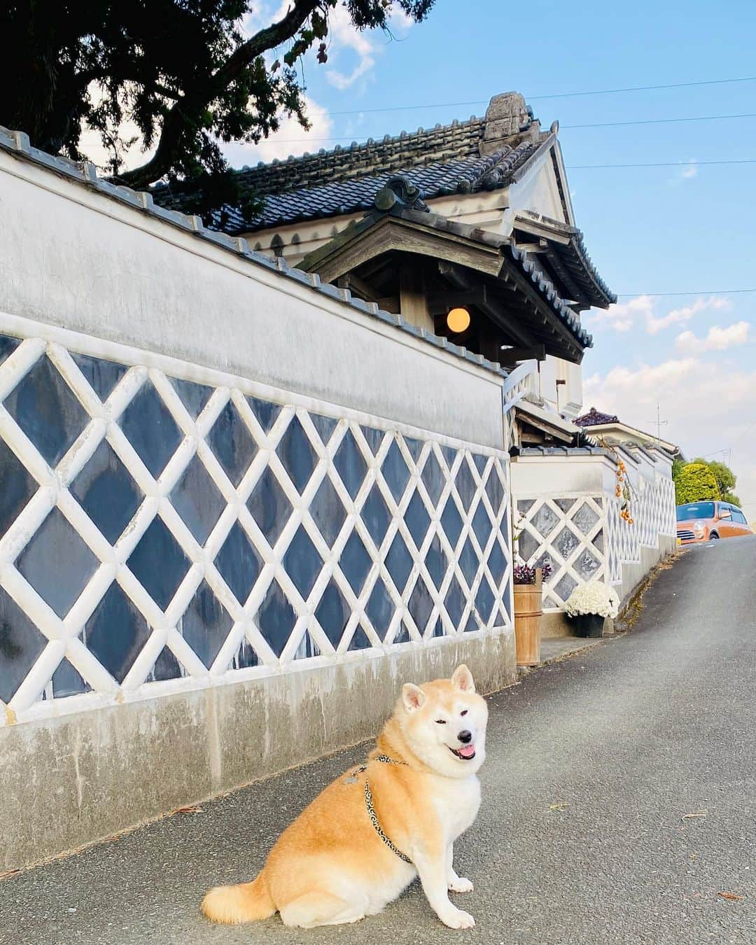 Kazumi-Gakumamaさんのインスタグラム写真 - (Kazumi-GakumamaInstagram)「松崎は、静岡県の伊豆半島の西海岸にある「なまこ壁(斜めに貼った平瓦のめじを漆喰で盛り上げた壁)」の民家や蔵が多い港町です⚓️ *  かまぼこ状に盛り上がった漆喰の形状が、海鼠(なまこ)に似ているので「なまこ壁」と言われています。 *  狩野派で絵師として修行し、彫刻も学んだ漆喰芸術鏝絵の名工・入江 長八は、75歳で亡くなるまで多くの作品を残しました。 百年前の、1923(大正12)年、関東大震災で大半が消失してしまいましたが、「伊豆の長八美術館」には約45点の作品が見られます🖼 *  入江 長八の作品「唐詩春暁の図」(3枚目の写真) *  浜丁(旧依田邸)のなまこ壁(5、6枚目の中写真) 🐾----*----*----*----🐾  Matsuzaki is a port town with many private houses and storehouses on the west coast of Shizuoka Prefecture's Izu Peninsula with namako walls (slanted flat tile walls raised with plaster)⚓️ * The raised plaster looks like a sea cucumber, so it is called a namako wall. *  Chohachi Irie, a master plaster artist who trained as a painter in the Kano school and also learned sculpture, left behind many works until his death at the age of 75.  100 years ago, in 1923 (Taisho 12), most of them were unfortunately lost in the Great Kanto Earthquake, but about 45 works can be seen at the Chohachi Museum of Art in Izu🖼 🐾----*----*----*----🐾  #柴犬 #岳 #柴犬岳 #柴犬ガク#gaku #shibainugaku #shiba #shibainu #shibastagram #いぬすたぐらむ #dogsofinstagram #ワンフルエンサー  #hermoso #Instagram #🐕📷 #柴犬岳の #松崎町 #伊豆まつざき #伊豆まつざきたのしー #松崎町観光協会 #静岡県 #静岡県観光協会 #静岡観光 #しずおか元気旅 #まちなか散策 #なまこ壁 #鏝絵 #入江長八#伊豆の長八美術館 #20230331」3月31日 14時49分 - shibainu.gaku