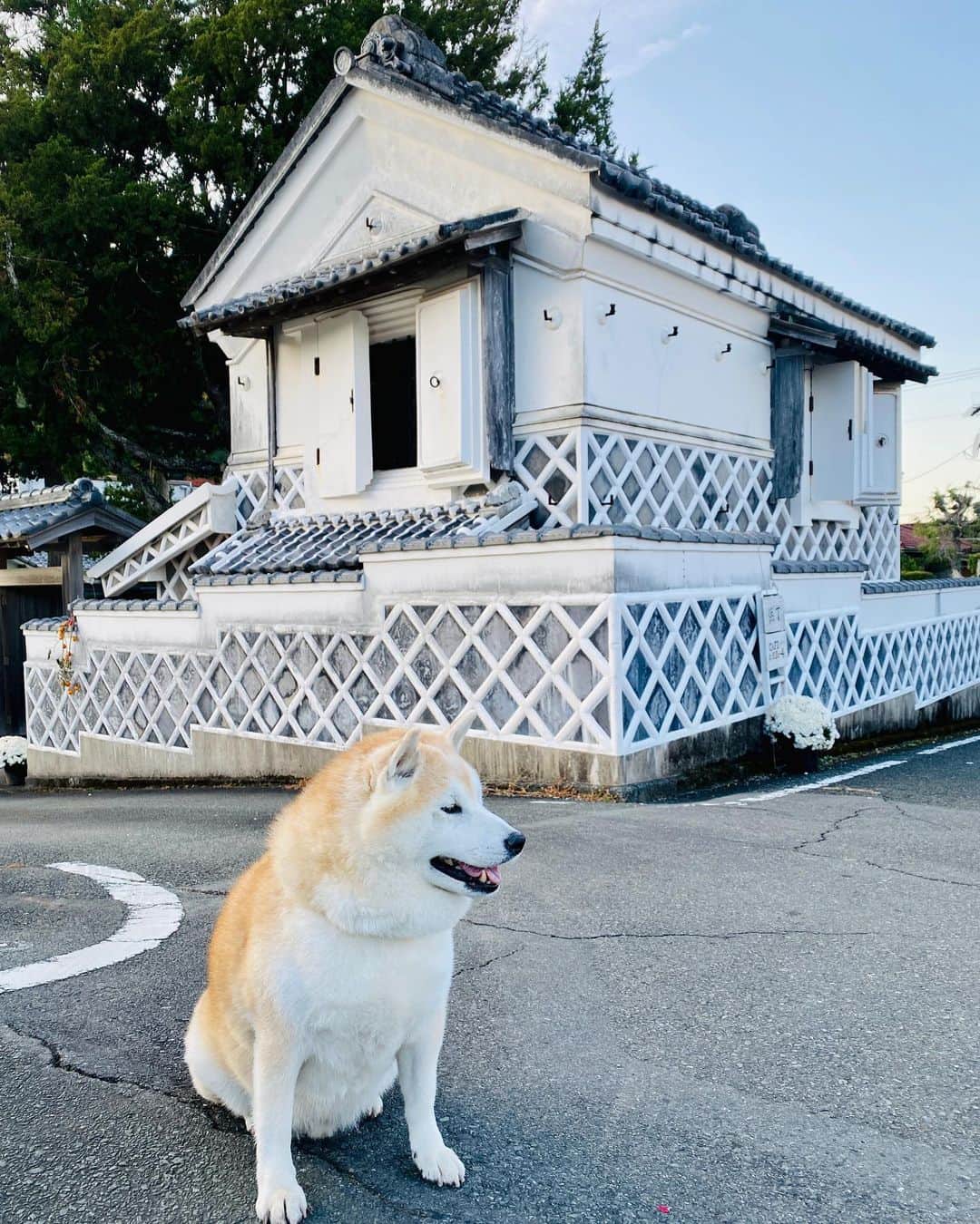 Kazumi-Gakumamaさんのインスタグラム写真 - (Kazumi-GakumamaInstagram)「松崎は、静岡県の伊豆半島の西海岸にある「なまこ壁(斜めに貼った平瓦のめじを漆喰で盛り上げた壁)」の民家や蔵が多い港町です⚓️ *  かまぼこ状に盛り上がった漆喰の形状が、海鼠(なまこ)に似ているので「なまこ壁」と言われています。 *  狩野派で絵師として修行し、彫刻も学んだ漆喰芸術鏝絵の名工・入江 長八は、75歳で亡くなるまで多くの作品を残しました。 百年前の、1923(大正12)年、関東大震災で大半が消失してしまいましたが、「伊豆の長八美術館」には約45点の作品が見られます🖼 *  入江 長八の作品「唐詩春暁の図」(3枚目の写真) *  浜丁(旧依田邸)のなまこ壁(5、6枚目の中写真) 🐾----*----*----*----🐾  Matsuzaki is a port town with many private houses and storehouses on the west coast of Shizuoka Prefecture's Izu Peninsula with namako walls (slanted flat tile walls raised with plaster)⚓️ * The raised plaster looks like a sea cucumber, so it is called a namako wall. *  Chohachi Irie, a master plaster artist who trained as a painter in the Kano school and also learned sculpture, left behind many works until his death at the age of 75.  100 years ago, in 1923 (Taisho 12), most of them were unfortunately lost in the Great Kanto Earthquake, but about 45 works can be seen at the Chohachi Museum of Art in Izu🖼 🐾----*----*----*----🐾  #柴犬 #岳 #柴犬岳 #柴犬ガク#gaku #shibainugaku #shiba #shibainu #shibastagram #いぬすたぐらむ #dogsofinstagram #ワンフルエンサー  #hermoso #Instagram #🐕📷 #柴犬岳の #松崎町 #伊豆まつざき #伊豆まつざきたのしー #松崎町観光協会 #静岡県 #静岡県観光協会 #静岡観光 #しずおか元気旅 #まちなか散策 #なまこ壁 #鏝絵 #入江長八#伊豆の長八美術館 #20230331」3月31日 14時49分 - shibainu.gaku
