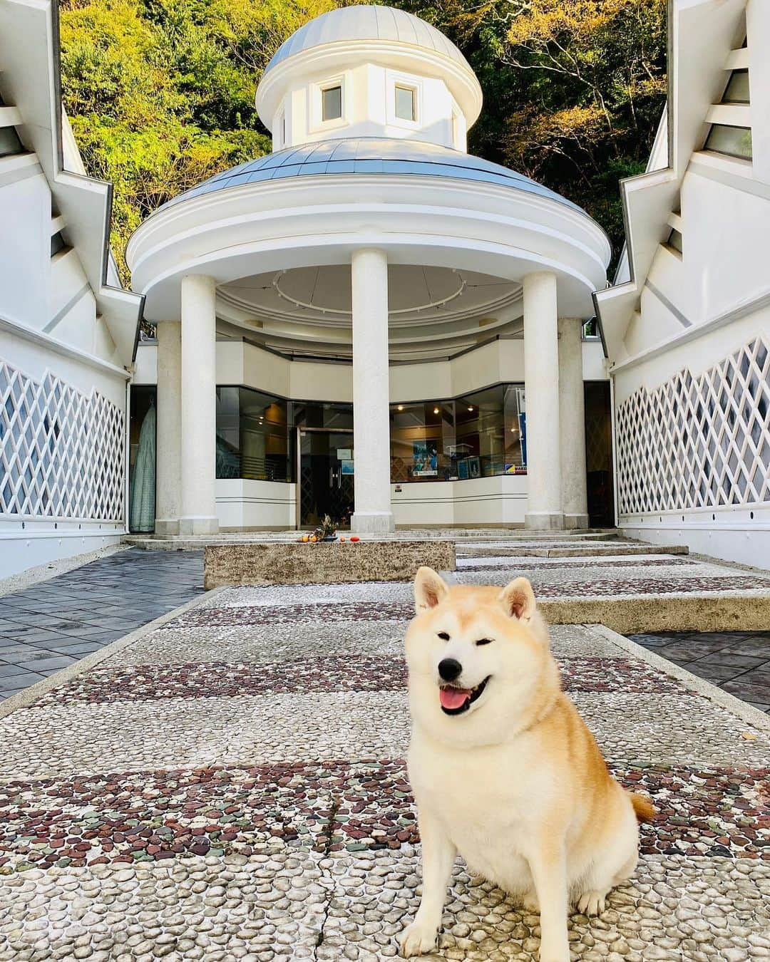 Kazumi-Gakumamaさんのインスタグラム写真 - (Kazumi-GakumamaInstagram)「松崎は、静岡県の伊豆半島の西海岸にある「なまこ壁(斜めに貼った平瓦のめじを漆喰で盛り上げた壁)」の民家や蔵が多い港町です⚓️ *  かまぼこ状に盛り上がった漆喰の形状が、海鼠(なまこ)に似ているので「なまこ壁」と言われています。 *  狩野派で絵師として修行し、彫刻も学んだ漆喰芸術鏝絵の名工・入江 長八は、75歳で亡くなるまで多くの作品を残しました。 百年前の、1923(大正12)年、関東大震災で大半が消失してしまいましたが、「伊豆の長八美術館」には約45点の作品が見られます🖼 *  入江 長八の作品「唐詩春暁の図」(3枚目の写真) *  浜丁(旧依田邸)のなまこ壁(5、6枚目の中写真) 🐾----*----*----*----🐾  Matsuzaki is a port town with many private houses and storehouses on the west coast of Shizuoka Prefecture's Izu Peninsula with namako walls (slanted flat tile walls raised with plaster)⚓️ * The raised plaster looks like a sea cucumber, so it is called a namako wall. *  Chohachi Irie, a master plaster artist who trained as a painter in the Kano school and also learned sculpture, left behind many works until his death at the age of 75.  100 years ago, in 1923 (Taisho 12), most of them were unfortunately lost in the Great Kanto Earthquake, but about 45 works can be seen at the Chohachi Museum of Art in Izu🖼 🐾----*----*----*----🐾  #柴犬 #岳 #柴犬岳 #柴犬ガク#gaku #shibainugaku #shiba #shibainu #shibastagram #いぬすたぐらむ #dogsofinstagram #ワンフルエンサー  #hermoso #Instagram #🐕📷 #柴犬岳の #松崎町 #伊豆まつざき #伊豆まつざきたのしー #松崎町観光協会 #静岡県 #静岡県観光協会 #静岡観光 #しずおか元気旅 #まちなか散策 #なまこ壁 #鏝絵 #入江長八#伊豆の長八美術館 #20230331」3月31日 14時49分 - shibainu.gaku