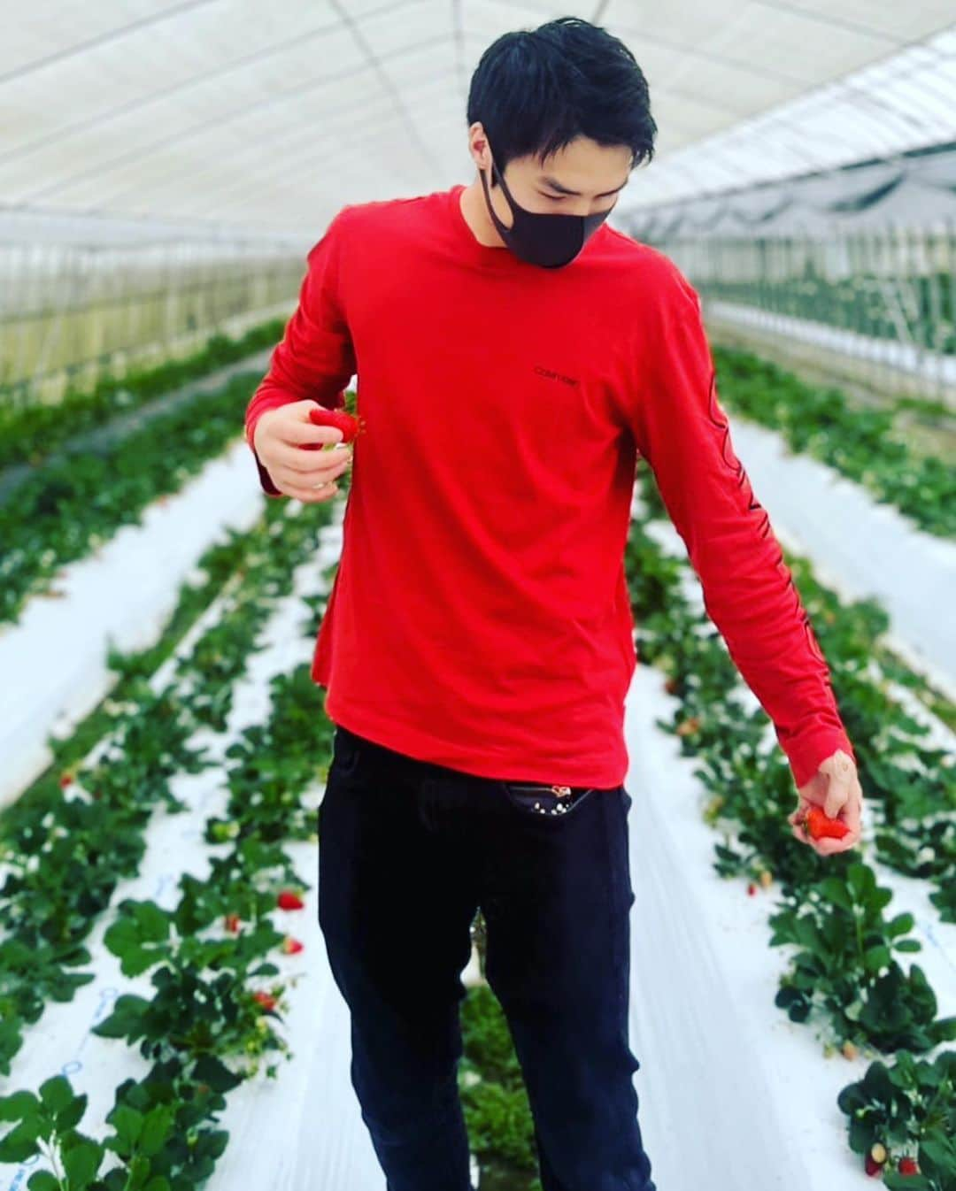 丸田陽七太さんのインスタグラム写真 - (丸田陽七太Instagram)「親戚の農園でイチゴ狩り🍓  いっぱい食べて🍓 いっぱい獲った🍓  いつもありがとうございます🍓  #いちご狩り #枡川農園 #春」3月31日 15時03分 - hinatamorioka