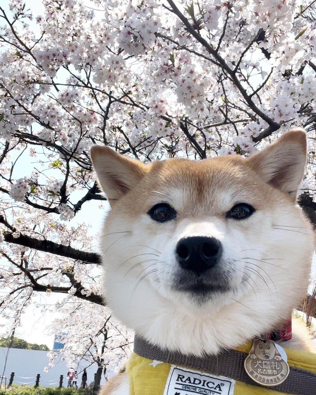 豆柴 サニーちゃんさんのインスタグラム写真 - (豆柴 サニーちゃんInstagram)「. HELLO〜こんにちわん🐶🌸🐻 . 桜と撮りたいのは わたしだけなのかな😆 わんこたちの顔ったら… . 1枚目だけいい顔なんだけどなぁ🤭 . ①②③ラムちゃん🐶3歳 ④⑤⑥サニーちゃん🐻6歳 . . #柴犬#豆柴 #赤柴#豆柴子犬#豆柴多頭飼い #まめしば#しばいぬ#いぬのきもち #サンデイ#サンデイいぬ組#anicas#shiba_snap #shibainu#shiba#mameshiba#shibastagram #豆柴サニーちゃん#豆柴ラムちゃん#さにらむ #さにらむ2023」3月31日 15時13分 - sunny_rei_32