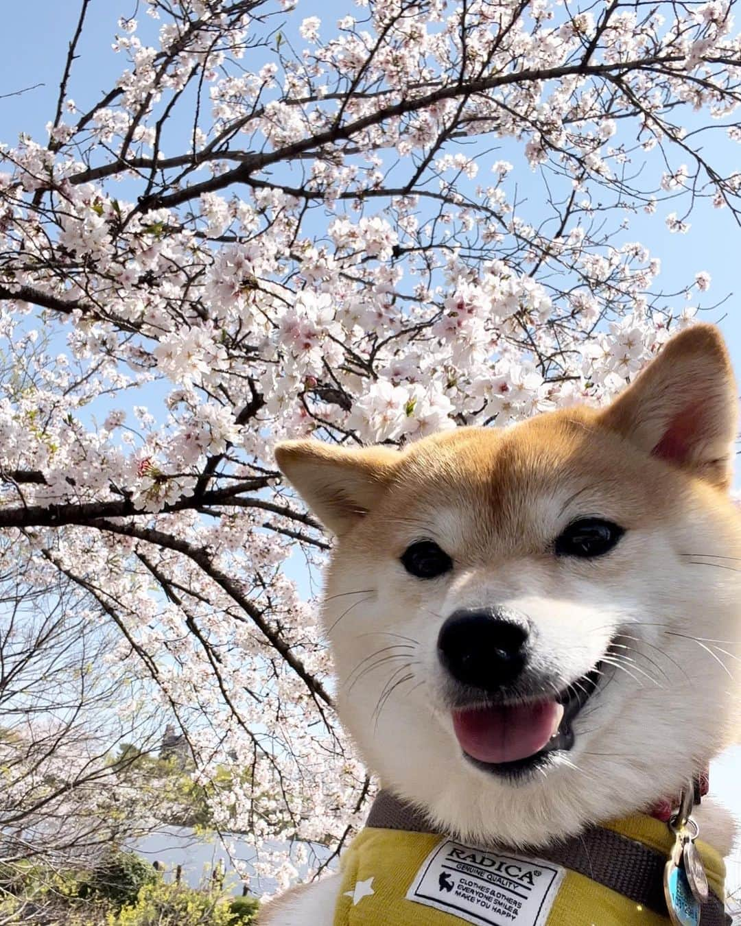 豆柴 サニーちゃんさんのインスタグラム写真 - (豆柴 サニーちゃんInstagram)「. HELLO〜こんにちわん🐶🌸🐻 . 桜と撮りたいのは わたしだけなのかな😆 わんこたちの顔ったら… . 1枚目だけいい顔なんだけどなぁ🤭 . ①②③ラムちゃん🐶3歳 ④⑤⑥サニーちゃん🐻6歳 . . #柴犬#豆柴 #赤柴#豆柴子犬#豆柴多頭飼い #まめしば#しばいぬ#いぬのきもち #サンデイ#サンデイいぬ組#anicas#shiba_snap #shibainu#shiba#mameshiba#shibastagram #豆柴サニーちゃん#豆柴ラムちゃん#さにらむ #さにらむ2023」3月31日 15時13分 - sunny_rei_32