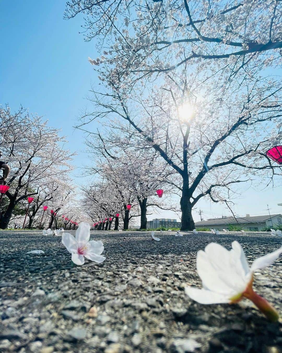 DJPLANET_JPさんのインスタグラム写真 - (DJPLANET_JPInstagram)「#iphonephoto  #cherry blossoms #桜」3月31日 15時07分 - djplanet_jp