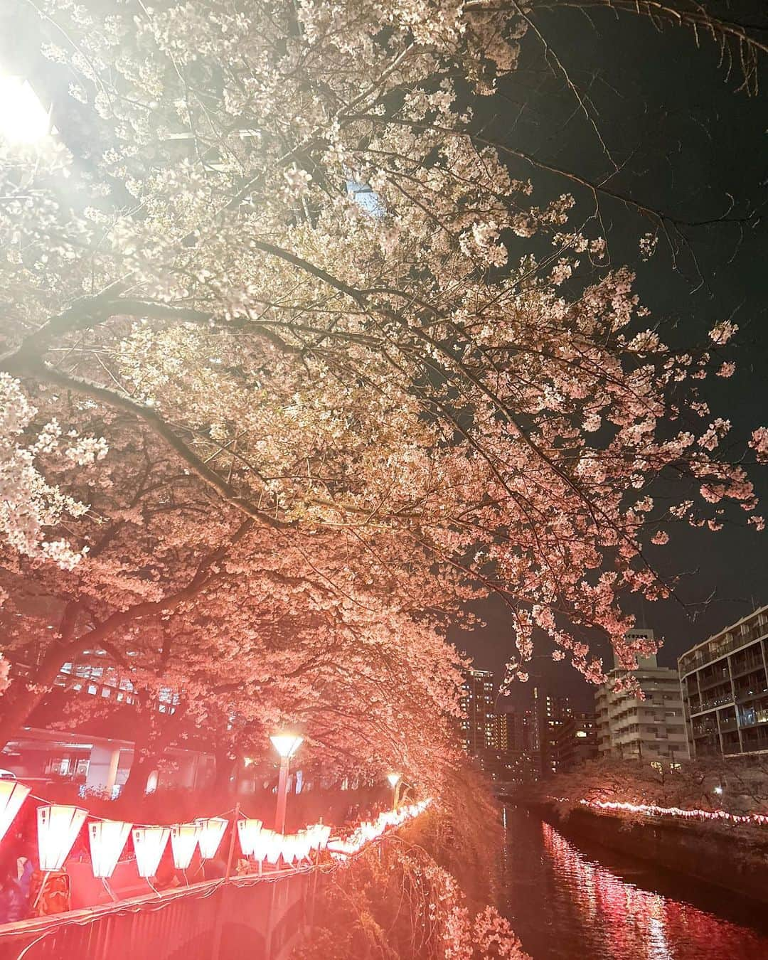 林優菜さんのインスタグラム写真 - (林優菜Instagram)「. この前友達と目黒川行ってきた🌸 夜桜めちゃくちゃ綺麗だった〜〜 今年はいっぱいお花見に行きたいな😌 . . . #目黒川 #夜桜 #桜 #お花見 #🌸 #cherryblossom #벚꽃 #메구로강 #밤벚꽃 #꽃놀이 #instagood #인스타그램 #instalike」3月31日 15時12分 - yu_na_816