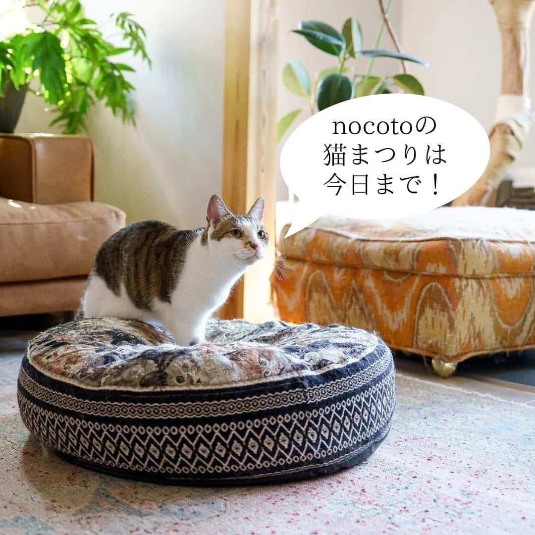 nocotoさんのインスタグラム写真 - (nocotoInstagram)「いやあ〜何とあっという間なんでしょう！3月最終日ですね🌸  nocotoの猫祭りは本日で最終日！amacoの揺り子のweb展示と受注、猫がいますマグネットの配布は本日までとなります🙋‍♀️皆さまどうぞよろしくお願いします😊  #cat #interior #cushion」3月31日 15時28分 - nocoto_store