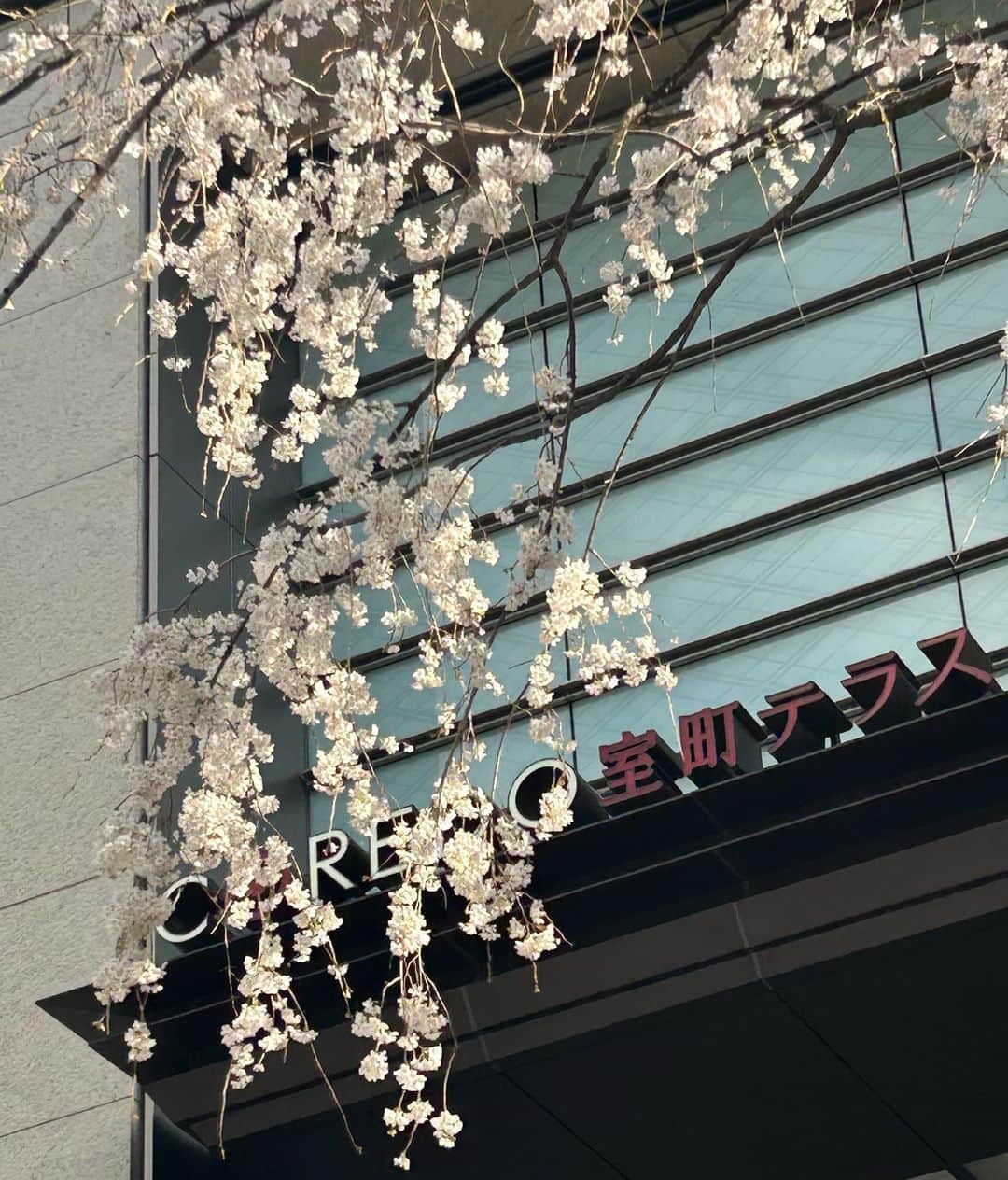 green bean to bar CHOCOLATEさんのインスタグラム写真 - (green bean to bar CHOCOLATEInstagram)「日本橋店限定・春のチョコレートドリンク【杏仁】。桜をイメージしたピンクの可愛らしいドリンクは、街歩きのお共にぴったりです。  ただいま日本橋では、「SAKURA FES NIHONBASHI 2023」が開催されています。 同フェスでは、素敵な景品が抽選で当たるInstagram投稿キャンペーンも実施中。 「#桜メニュー2023」とハッシュタグをつけて、異なるメニューを3点以上投稿していただいた方から抽選で20名様に、すてきな賞品が当たります。 ぜひトライしてみてくださいね🌸  #greenbeantobarchocolate #グリーンビーントゥバーチョコレート  #桜メニュー2023 #nihonbashi #コレド日本橋テラス #チョコレートドリンク #春フレーバー」3月31日 15時49分 - greenbeantobar_chocolate