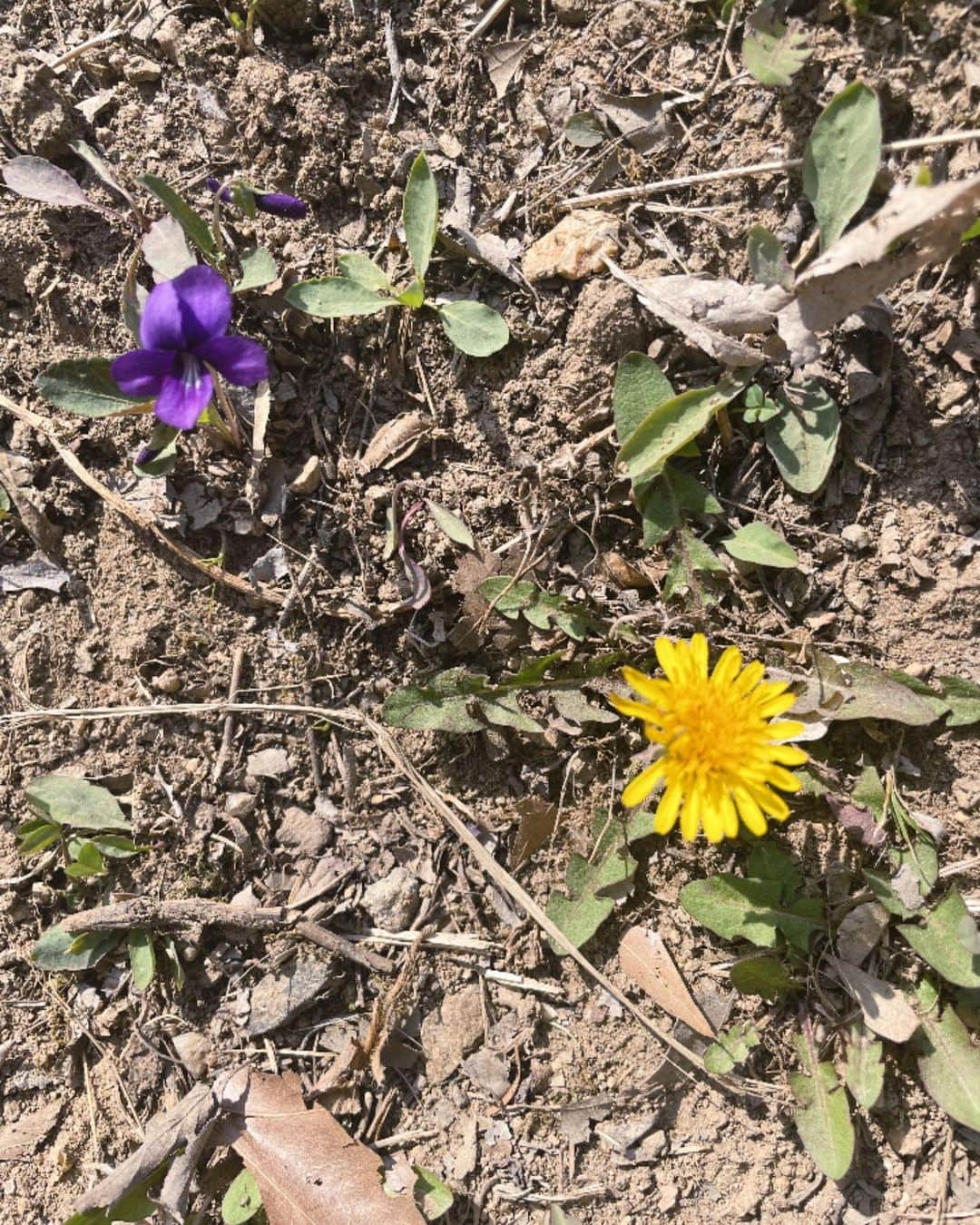 コン・ミンジさんのインスタグラム写真 - (コン・ミンジInstagram)「3월의 마지막🌸💜💛 예쁜 새 옷과 새신을 신고 봄나들이로 마무리✌🏼  Clothes: @born2bw_  Shoes: @vans_korea @hyundolee_  @thedeuxofficial」3月31日 15時42分 - _minzy_mz