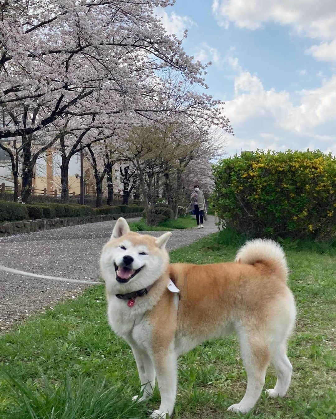 てんパパさんのインスタグラム写真 - (てんパパInstagram)「てんちゃん地方、今週末まで桜咲いててくれそうです。 #川べりの緑道 #ソメイヨシノ #オオシマザクラ  #お花見ハンター #お花見ハンターてん #花とてん」3月31日 21時20分 - tenchan.shiba