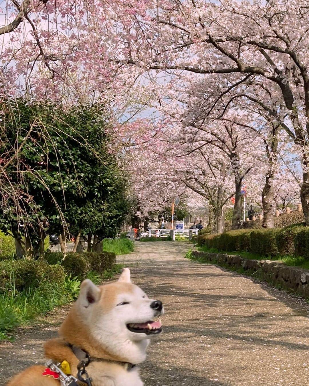 てんパパさんのインスタグラム写真 - (てんパパInstagram)「てんちゃん地方、今週末まで桜咲いててくれそうです。 #川べりの緑道 #ソメイヨシノ #オオシマザクラ  #お花見ハンター #お花見ハンターてん #花とてん」3月31日 21時20分 - tenchan.shiba