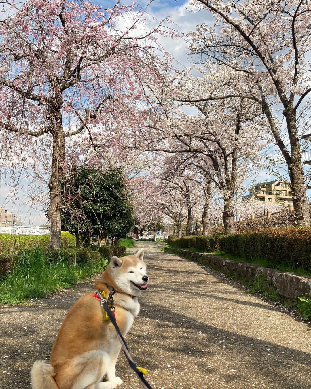 てんパパさんのインスタグラム写真 - (てんパパInstagram)「てんちゃん地方、今週末まで桜咲いててくれそうです。 #川べりの緑道 #ソメイヨシノ #オオシマザクラ  #お花見ハンター #お花見ハンターてん #花とてん」3月31日 21時20分 - tenchan.shiba