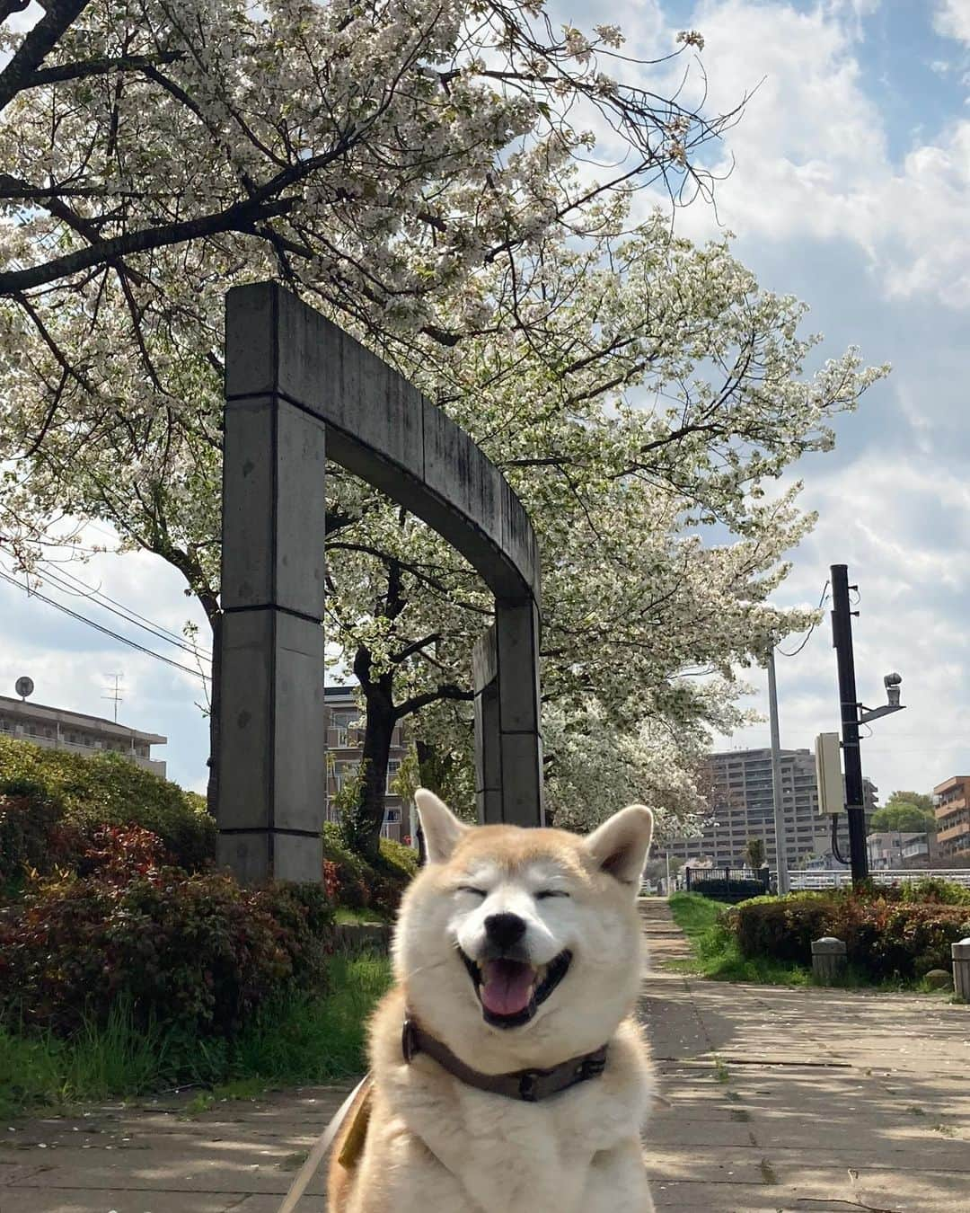 てんパパさんのインスタグラム写真 - (てんパパInstagram)「てんちゃん地方、今週末まで桜咲いててくれそうです。 #川べりの緑道 #ソメイヨシノ #オオシマザクラ  #お花見ハンター #お花見ハンターてん #花とてん」3月31日 21時20分 - tenchan.shiba