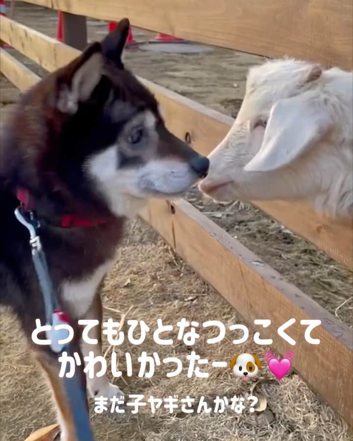 まめ丸のインスタグラム：「* * きいてきいてー🐶❣️ ぼくグランピングに行ってきたよ❣️ 今月OPENした千葉県の「TACO GLAMP」🐶💓  @tacoglamp   トレーラーハウスっていうおおきな車にとまったよ🚍 まわりに柵があるから、滞在中はリードフリーで ひろーーーいドッグランひとりじめ🐶🍀 うれしくてひさしぶりにたくさん走っちゃった🐶❣️  なんと子ヤギさん🐐もいて💓 とっても人なつこくて、ぼくのところにもきてくれたの🐶💓 かわいかった🥰  あとはここ、夜もステキなの🐶🌙 ◯まめ丸、はじめてのキャンプファイヤー🔥 ◯まめ丸、はじめてのナイトプール🛟 ◯まめ丸、バーテンダーになる🍹 の3本は3番目の動画をみてね🐶❣️  廃校になった小学校を利用してるから 体育館で壇上にのぼったり跳び箱とかもあって パパママもテンションあがってたよ🥰  ちび丸くんもとっても楽しかったみたいで 「👶ぐやんぴんぐ またいく？」ってずっといってる🤭 ごはんも材料用意してくれてるから手ぶらで行けて 人間もペットも一緒に楽しめてサイコーだったよ💓 またみんなでいきたいなー🐶❣️  #tacoglamp #多古グランプ #pr #柴犬#黒柴#豆柴#しばいぬ#犬 #グランピング#キャンプ #バーベキュー#アウトドア#グランピング関東#グランピング千葉#犬とキャンプ#犬とグランピング#dog#shibainu#shiba#kuroshiba#glamping#camping#camp#campwithdogs」