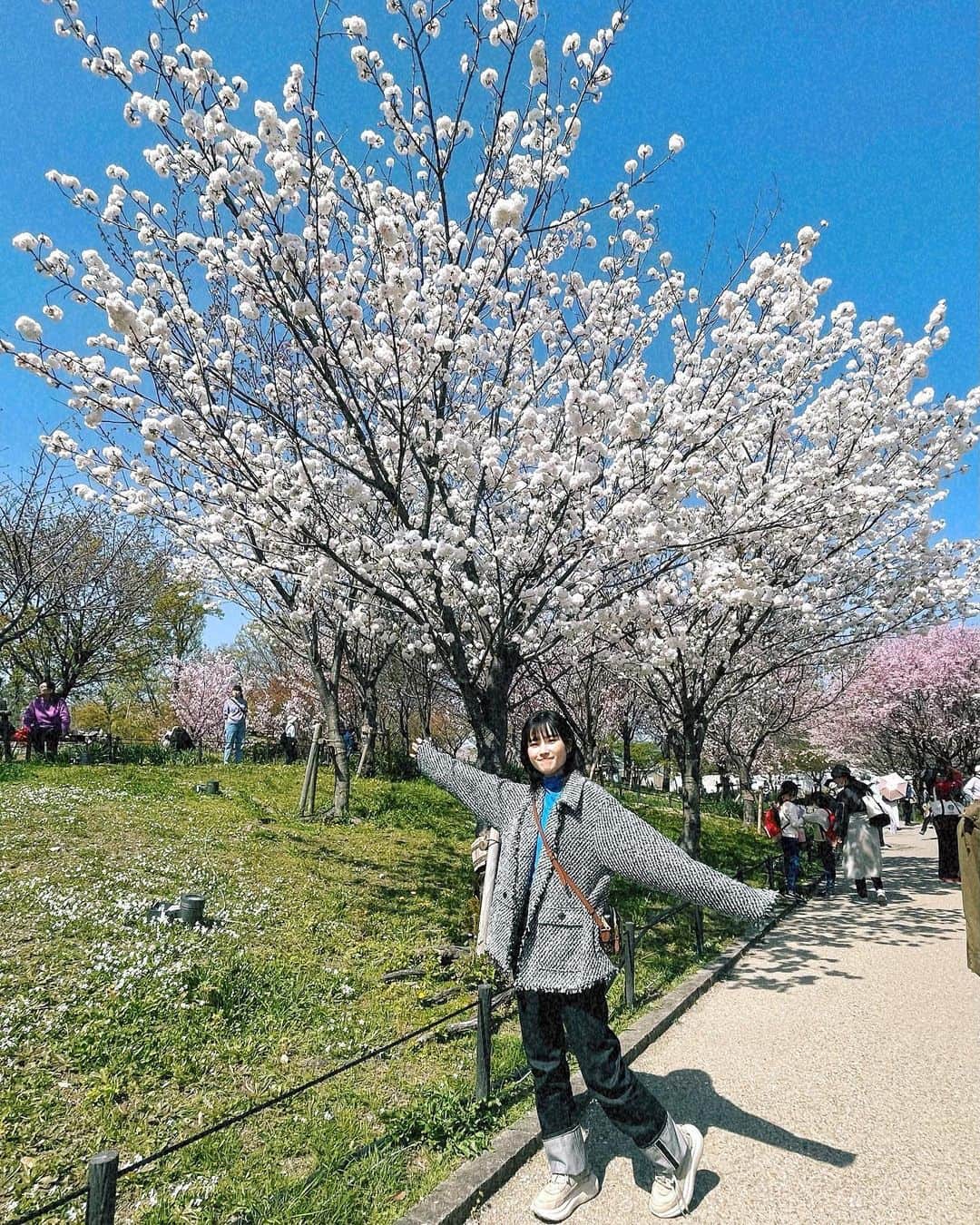 井頭愛海さんのインスタグラム写真 - (井頭愛海Instagram)「. 今年も桜見れた〜🌸嬉しい〜🫶🏻🫶🏻」3月31日 21時14分 - manamiigashira_official