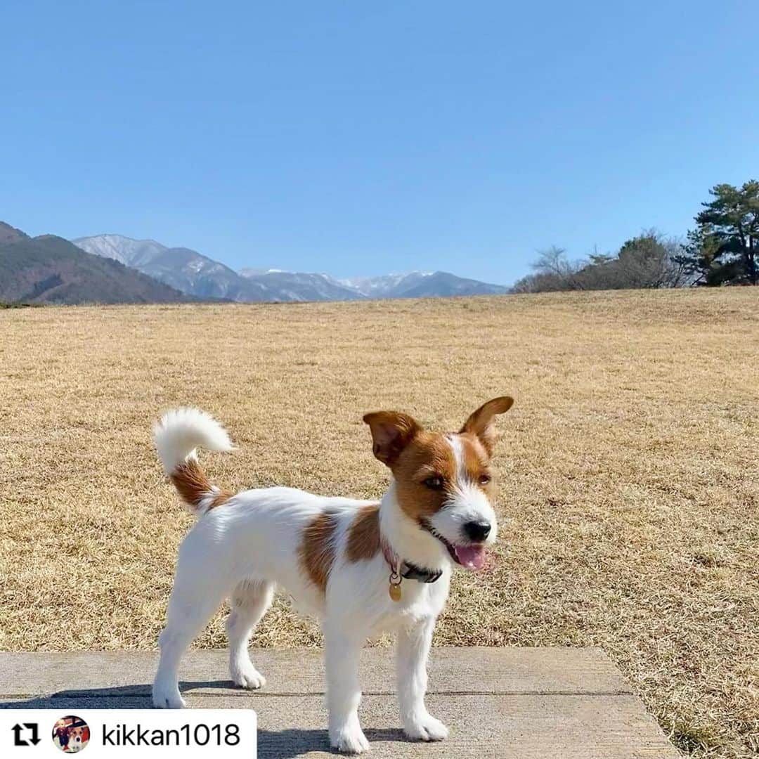 【公式】いぬのきもち・ねこのきもちのインスタグラム