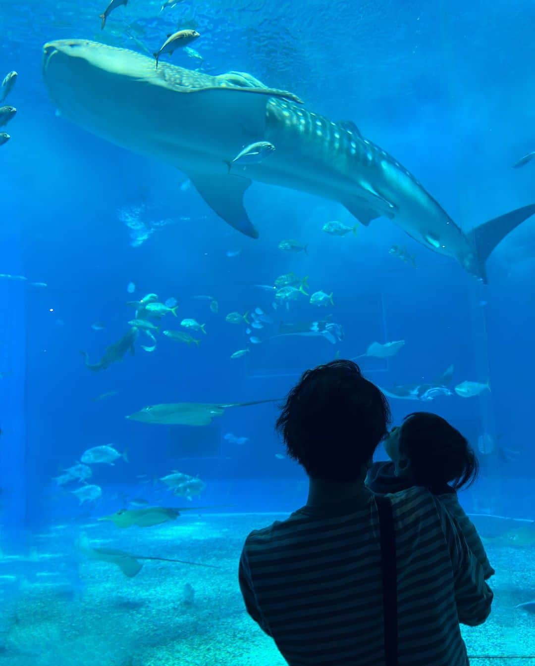 畑有里紗さんのインスタグラム写真 - (畑有里紗Instagram)「トナの水族館デビュー👶🏻🐠🐡 はじめての水族館は美ら海水族館へ🚗  目で追ったり声出したりバイバイしたり👋 たくさん反応してて可愛かったなぁ♡ ジンベイザメもちゃんと見てた🦈👀  イルカショー見せたかったけど イルカよりも周りの拍手とかそうゆう方が気になってほとんど見てなかった🤣  水族館デートでよく行ったけど私たちも好きやから 我が子を連れて来られる日が来て嬉しかったな😉 もう少しわかるようになってから近くの水族館もまた色々連れて行きたい〜〜🫶  @sho_arii.family  #となのいる生活#水族館デビュー#息子#男の子ベビー#男の子ママ#赤ちゃんのいる生活#生後10ヶ月#美ら海水族館#沖縄旅行#okinawa#沖縄観光#家族旅行#沖縄#子連れ沖縄#子連れ沖縄旅行#ママ#お出かけスポット#お出かけスポット沖縄#子連れお出かけ」3月31日 21時16分 - arii_m36