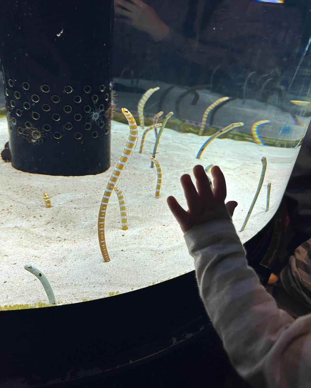 畑有里紗さんのインスタグラム写真 - (畑有里紗Instagram)「トナの水族館デビュー👶🏻🐠🐡 はじめての水族館は美ら海水族館へ🚗  目で追ったり声出したりバイバイしたり👋 たくさん反応してて可愛かったなぁ♡ ジンベイザメもちゃんと見てた🦈👀  イルカショー見せたかったけど イルカよりも周りの拍手とかそうゆう方が気になってほとんど見てなかった🤣  水族館デートでよく行ったけど私たちも好きやから 我が子を連れて来られる日が来て嬉しかったな😉 もう少しわかるようになってから近くの水族館もまた色々連れて行きたい〜〜🫶  @sho_arii.family  #となのいる生活#水族館デビュー#息子#男の子ベビー#男の子ママ#赤ちゃんのいる生活#生後10ヶ月#美ら海水族館#沖縄旅行#okinawa#沖縄観光#家族旅行#沖縄#子連れ沖縄#子連れ沖縄旅行#ママ#お出かけスポット#お出かけスポット沖縄#子連れお出かけ」3月31日 21時16分 - arii_m36