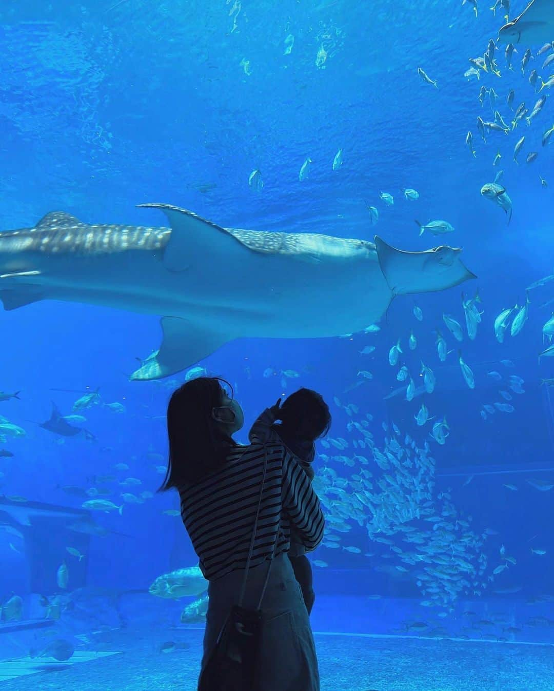 畑有里紗さんのインスタグラム写真 - (畑有里紗Instagram)「トナの水族館デビュー👶🏻🐠🐡 はじめての水族館は美ら海水族館へ🚗  目で追ったり声出したりバイバイしたり👋 たくさん反応してて可愛かったなぁ♡ ジンベイザメもちゃんと見てた🦈👀  イルカショー見せたかったけど イルカよりも周りの拍手とかそうゆう方が気になってほとんど見てなかった🤣  水族館デートでよく行ったけど私たちも好きやから 我が子を連れて来られる日が来て嬉しかったな😉 もう少しわかるようになってから近くの水族館もまた色々連れて行きたい〜〜🫶  @sho_arii.family  #となのいる生活#水族館デビュー#息子#男の子ベビー#男の子ママ#赤ちゃんのいる生活#生後10ヶ月#美ら海水族館#沖縄旅行#okinawa#沖縄観光#家族旅行#沖縄#子連れ沖縄#子連れ沖縄旅行#ママ#お出かけスポット#お出かけスポット沖縄#子連れお出かけ」3月31日 21時16分 - arii_m36