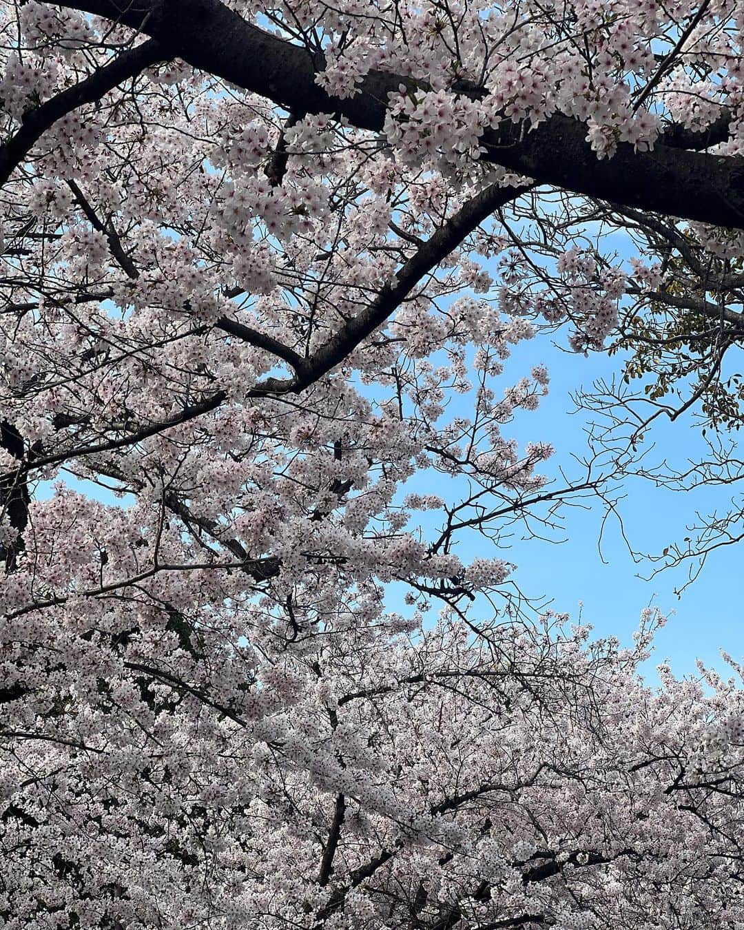 外薗葉月さんのインスタグラム写真 - (外薗葉月Instagram)「昼桜🌸  #桜　#春　#🌸 #福岡城　#舞鶴公園」3月31日 21時17分 - hazuki_hokazono