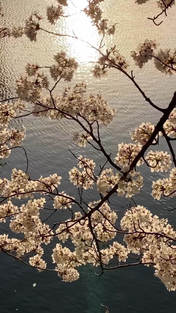 Koichiのインスタグラム：「.  千本桜と踏切と夕日  #BeautifulJapan #Hellofrom #nara #ShotOniPhone  .」