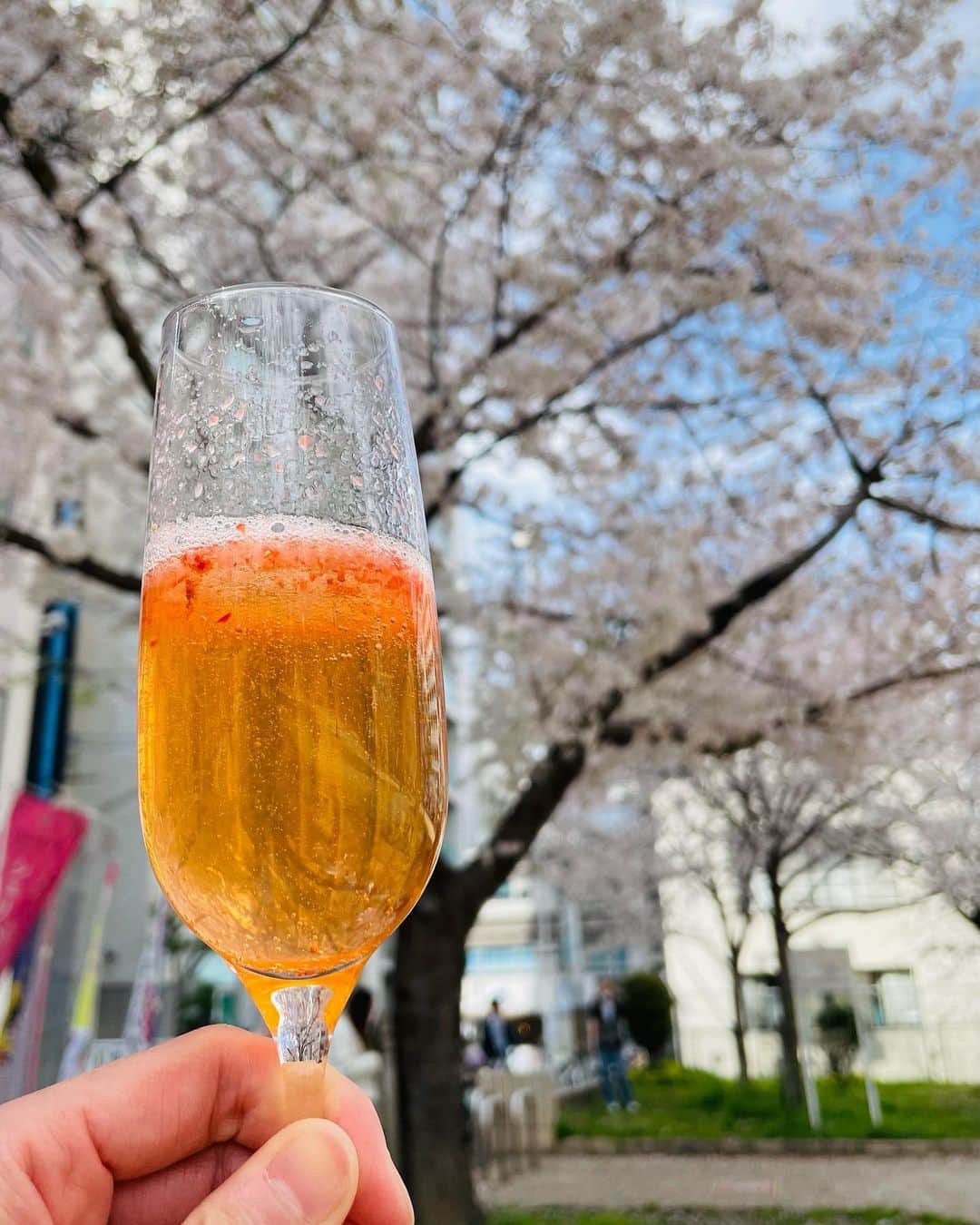 小川薫さんのインスタグラム写真 - (小川薫Instagram)「【桜吹雪】 . 今年度の締めくくりは桜が美しい快晴🌸  1枚目の写真の空の部分に吹雪いている 花びらが写っていますね。 先日、急きょお友達とお花見をしました。 この日は嬉しいニュースが３つも重なって乾杯。  この週末まで桜が持ってくれるといいですね✨ . #salondeclover  #サロンドクローバー #小川薫 #料理研究家　#テーブルコーディネーター　#堀江 #桜　#満開　#桜吹雪　#花見」3月31日 16時03分 - salondeclover