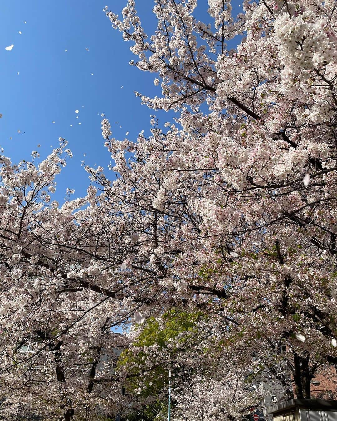 小川薫さんのインスタグラム写真 - (小川薫Instagram)「【桜吹雪】 . 今年度の締めくくりは桜が美しい快晴🌸  1枚目の写真の空の部分に吹雪いている 花びらが写っていますね。 先日、急きょお友達とお花見をしました。 この日は嬉しいニュースが３つも重なって乾杯。  この週末まで桜が持ってくれるといいですね✨ . #salondeclover  #サロンドクローバー #小川薫 #料理研究家　#テーブルコーディネーター　#堀江 #桜　#満開　#桜吹雪　#花見」3月31日 16時03分 - salondeclover