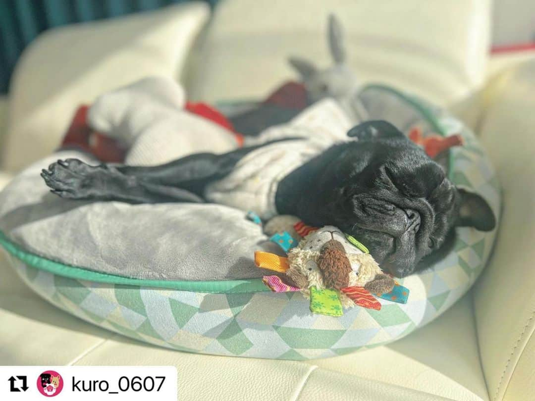 山口蛍さんのインスタグラム写真 - (山口蛍Instagram)「#Repost @kuro_0607 with @use.repost ・・・ 🐾 リラ〜ックス🫠🪴 ・ #blackpug#dogstagram#doglover#블랙퍼그#퍼그#강아지산책#반려견#댕댕이#개스타그램#귀여운강아지#팔로우미#黒パグ#黒パグ部#黒パグ大好き#パグのいる生活#パグのいる暮らし#パグスタグラム#ぱぐすたぐらむ#いぬすたぐらむ#犬のいる暮らし#ぶさかわ犬#鼻ぺちゃ犬#犬見知り#甘えん坊犬#お犬様#いっぬ#いっぬすたぐらむ」3月31日 16時15分 - hotaru10_official