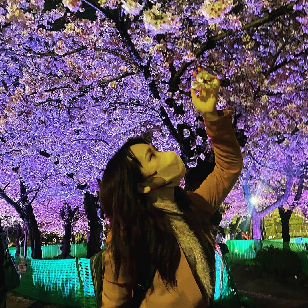 Arisa Nanaseさんのインスタグラム写真 - (Arisa NanaseInstagram)「【夜桜🌸】鶴舞公園🦋✨ 今年はお花見解禁ということで、めちゃくちゃたくさん人いたよ！ フードトラックもたくさん出ててお祭りみたいでした😊 アイビーは桜より菜の花の方が好きみたい(食べたがる…) 名古屋といえば、鶴舞公園が便利でお花見の名所です。特に夜はライトアップされるのがいいよね💡 他にも、名城公園・庄内緑地・平和公園・東別院なんかがお花見としては有名どころ🌸 夜桜は生で見るより写真で見た方がバエル気がしました✨ すぐ見れなくなっちゃうから間に合って良かった😍🌸 #花見　#鶴舞公園 #ミニピン  #犬がいる生活 #夜桜　#名古屋花見　#名古屋　#桜の名所　#ライトアップ桜」3月31日 16時07分 - arisa.nanase