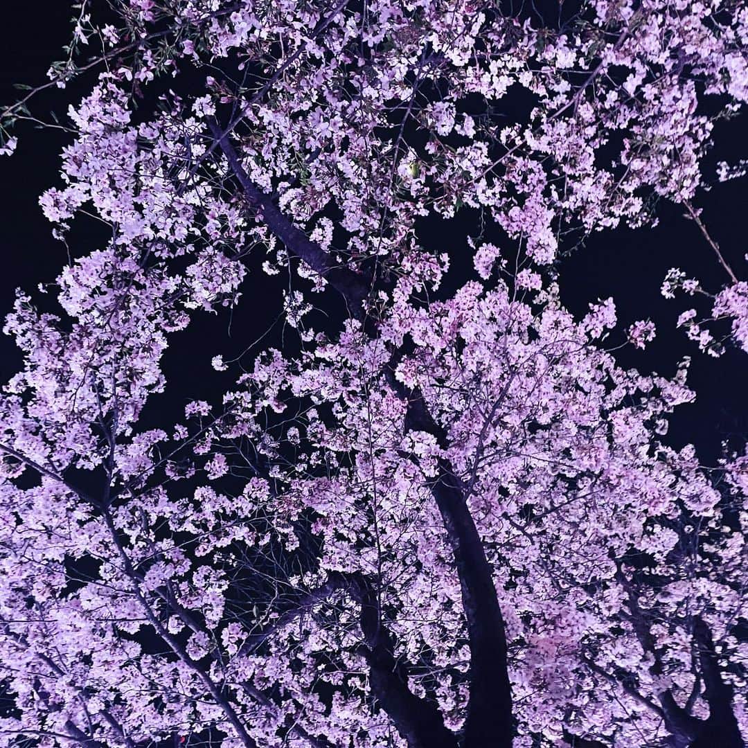 Arisa Nanaseさんのインスタグラム写真 - (Arisa NanaseInstagram)「【夜桜🌸】鶴舞公園🦋✨ 今年はお花見解禁ということで、めちゃくちゃたくさん人いたよ！ フードトラックもたくさん出ててお祭りみたいでした😊 アイビーは桜より菜の花の方が好きみたい(食べたがる…) 名古屋といえば、鶴舞公園が便利でお花見の名所です。特に夜はライトアップされるのがいいよね💡 他にも、名城公園・庄内緑地・平和公園・東別院なんかがお花見としては有名どころ🌸 夜桜は生で見るより写真で見た方がバエル気がしました✨ すぐ見れなくなっちゃうから間に合って良かった😍🌸 #花見　#鶴舞公園 #ミニピン  #犬がいる生活 #夜桜　#名古屋花見　#名古屋　#桜の名所　#ライトアップ桜」3月31日 16時07分 - arisa.nanase