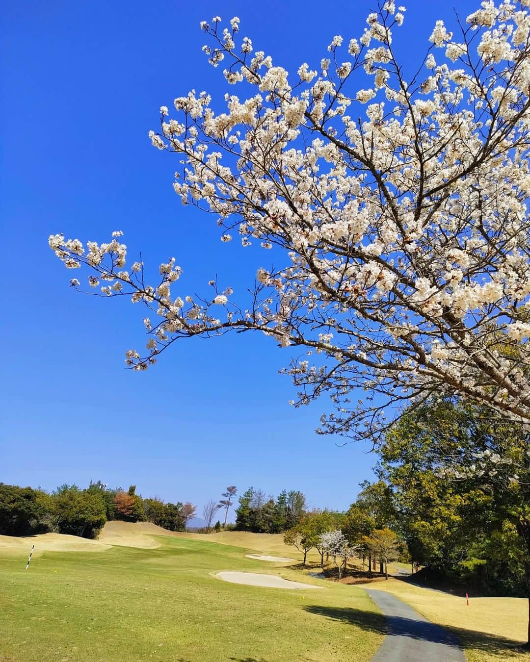 林智美 さんのインスタグラム写真 - (林智美 Instagram)「先日のお花見ゴルフ🌸  寒いのも暑いのも苦手な私は ゴルフできるシーズンが短い！笑  ずっと今くらいの気候やったらいいのに。 桜も最高にキレイでした◎  肝心のゴルフは、 良かったところもありつつ、 まぁ全体的にはとっ散らかってました🤣 ゴルフむずかし〜〜〜！  良き季節のうちにガンガン行かねば！  #ゴルフ #golf #ゴルフ初心者 #ゴルフ女子 #目指せ100切り #お花見ゴルフ #桜 #さくら #お花見2023 #内藤朝佳」3月31日 16時08分 - h_tomomi_i