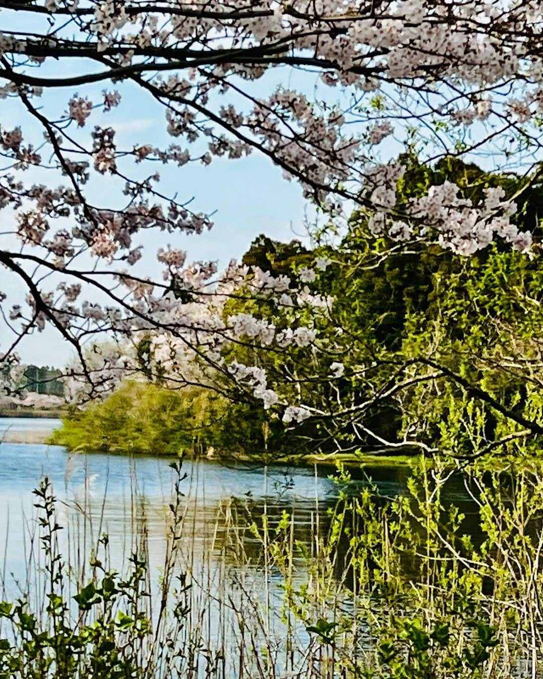 岡部亜紀さんのインスタグラム写真 - (岡部亜紀Instagram)「春を感じております どこに行っても桜が満開 美しい季節ですね🌸🌿🍡  #春 #桜が満開 #桜」3月31日 16時13分 - akiokabe