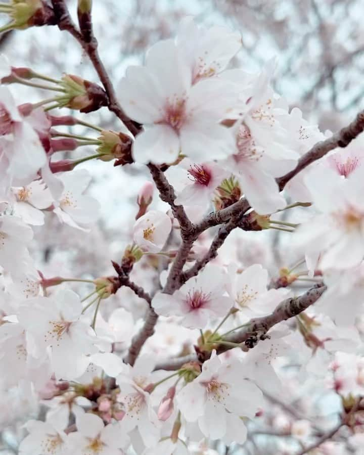 岡部亜紀のインスタグラム：「春を感じております どこに行っても桜が満開 美しい季節ですね🌸🌿🍡  #春 #桜が満開 #桜」