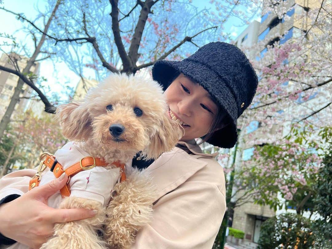 南まゆさんのインスタグラム写真 - (南まゆInstagram)「♡ 愛犬みるみる🐶 3/18に 5歳のお誕生日を迎えました💞🥰🎉✨ . 裕香お姐さんもみるみるのお誕生日会に参加してくれました😍‼︎ 裕香お姐さんとずっとオフにお出かけしたかったので念願叶いました😍💓 . みるみるはお誕生日プレゼントもらって喜んでました☺️🎁 そして裕香お姐さんに抱っこされて嬉しそうなみるみるでした🐶💗✨ . 公園でお散歩お花見もできて 楽しかったです~~とっても🥰🌸💞‼︎‼︎✨‼︎‼︎ . #春　#桜　#お花見 #お花見散歩 #お誕生日会　#犬のケーキ」3月31日 16時18分 - mayuminami1127