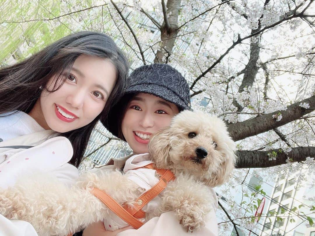 南まゆさんのインスタグラム写真 - (南まゆInstagram)「♡ 愛犬みるみる🐶 3/18に 5歳のお誕生日を迎えました💞🥰🎉✨ . 裕香お姐さんもみるみるのお誕生日会に参加してくれました😍‼︎ 裕香お姐さんとずっとオフにお出かけしたかったので念願叶いました😍💓 . みるみるはお誕生日プレゼントもらって喜んでました☺️🎁 そして裕香お姐さんに抱っこされて嬉しそうなみるみるでした🐶💗✨ . 公園でお散歩お花見もできて 楽しかったです~~とっても🥰🌸💞‼︎‼︎✨‼︎‼︎ . #春　#桜　#お花見 #お花見散歩 #お誕生日会　#犬のケーキ」3月31日 16時18分 - mayuminami1127