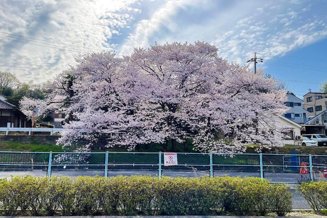 水野智路さんのインスタグラム写真 - (水野智路Instagram)「🌸  近所の桜。  毎年ちゃんと写真を撮ろうと思って撮らずに終わる。  今年も撮ることなく、来年満開になる頃にまた同じことを思うんだろうな。」3月31日 16時32分 - tomoro.m