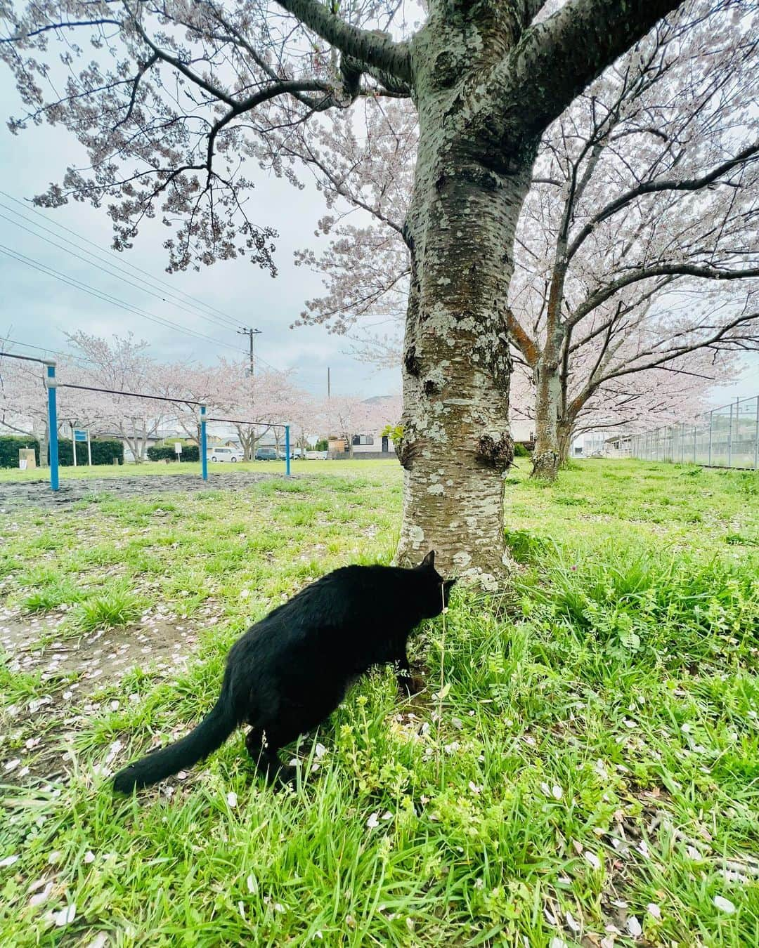 岡部亜紀さんのインスタグラム写真 - (岡部亜紀Instagram)「病院の待ち時間に 公園貸切でお花見🐈‍⬛🌸  猫は、桜より草が好物  #みんみん #もうすぐハタチ #黒猫 #🐈‍⬛」3月31日 16時27分 - akiokabe