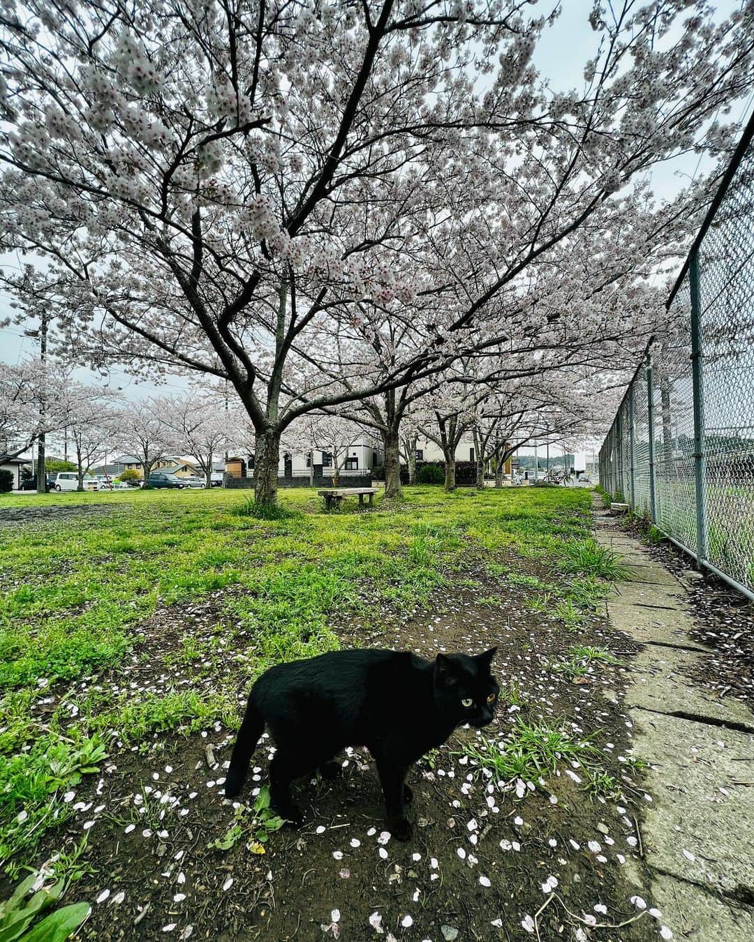 岡部亜紀さんのインスタグラム写真 - (岡部亜紀Instagram)「病院の待ち時間に 公園貸切でお花見🐈‍⬛🌸  猫は、桜より草が好物  #みんみん #もうすぐハタチ #黒猫 #🐈‍⬛」3月31日 16時27分 - akiokabe