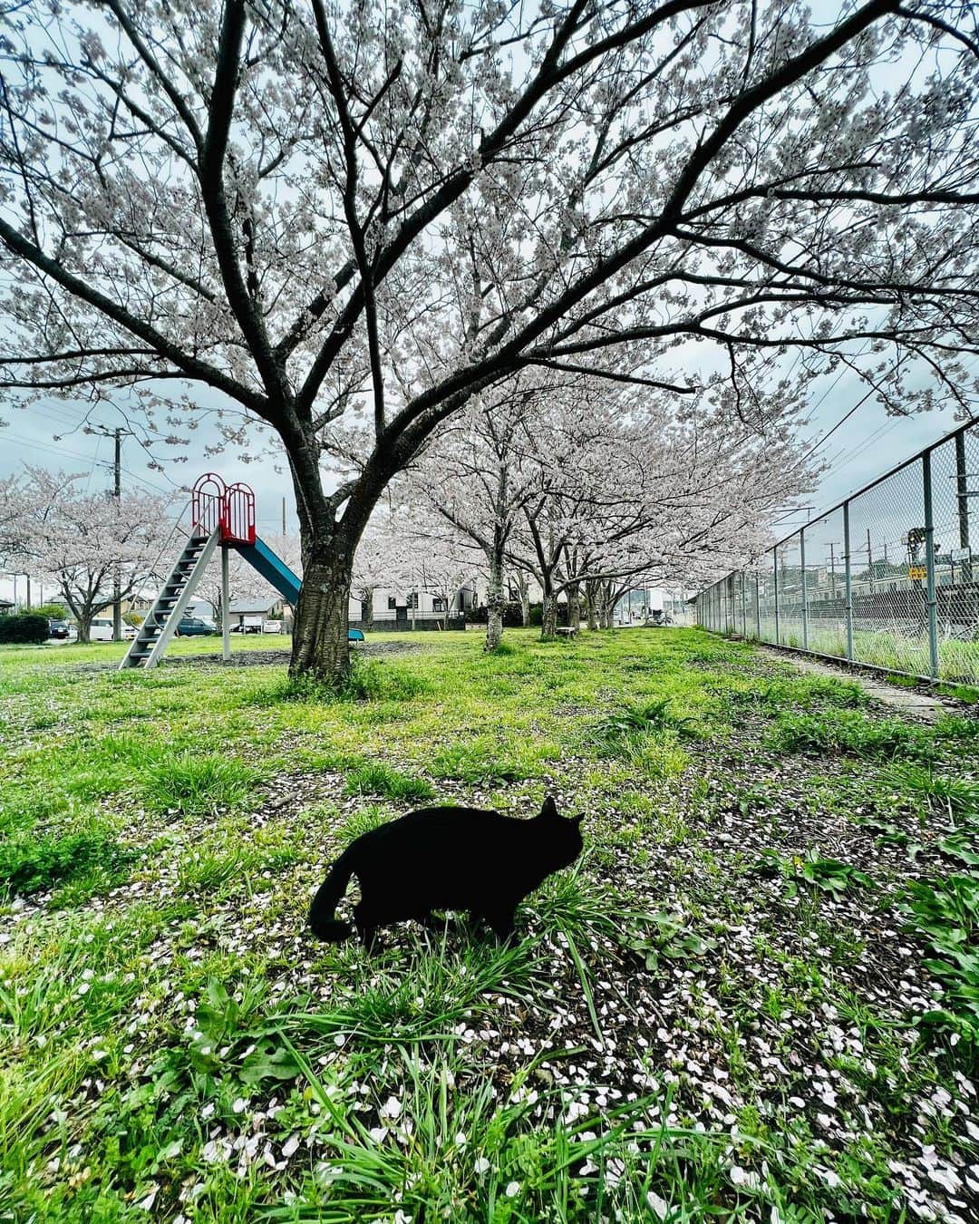 岡部亜紀さんのインスタグラム写真 - (岡部亜紀Instagram)「病院の待ち時間に 公園貸切でお花見🐈‍⬛🌸  猫は、桜より草が好物  #みんみん #もうすぐハタチ #黒猫 #🐈‍⬛」3月31日 16時27分 - akiokabe