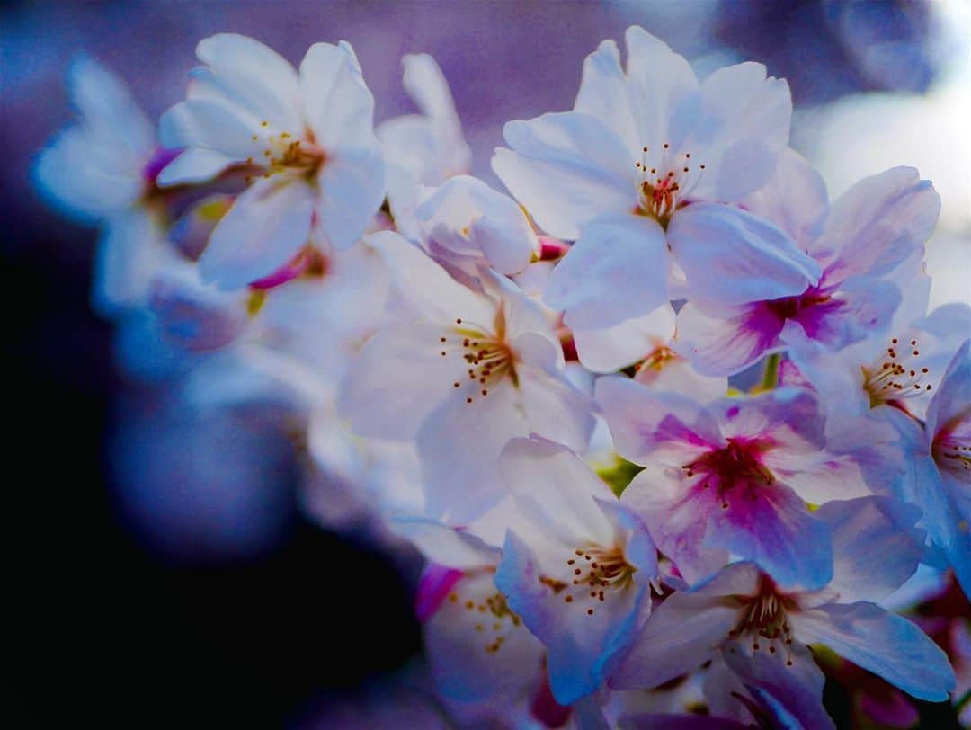松下萌子のインスタグラム：「今年も春がやって来たね 何となく、毎年桜の写真をupしてるので今年の桜も🌸 チョークアートじゃないよ。写真だよ📸  #🌸」