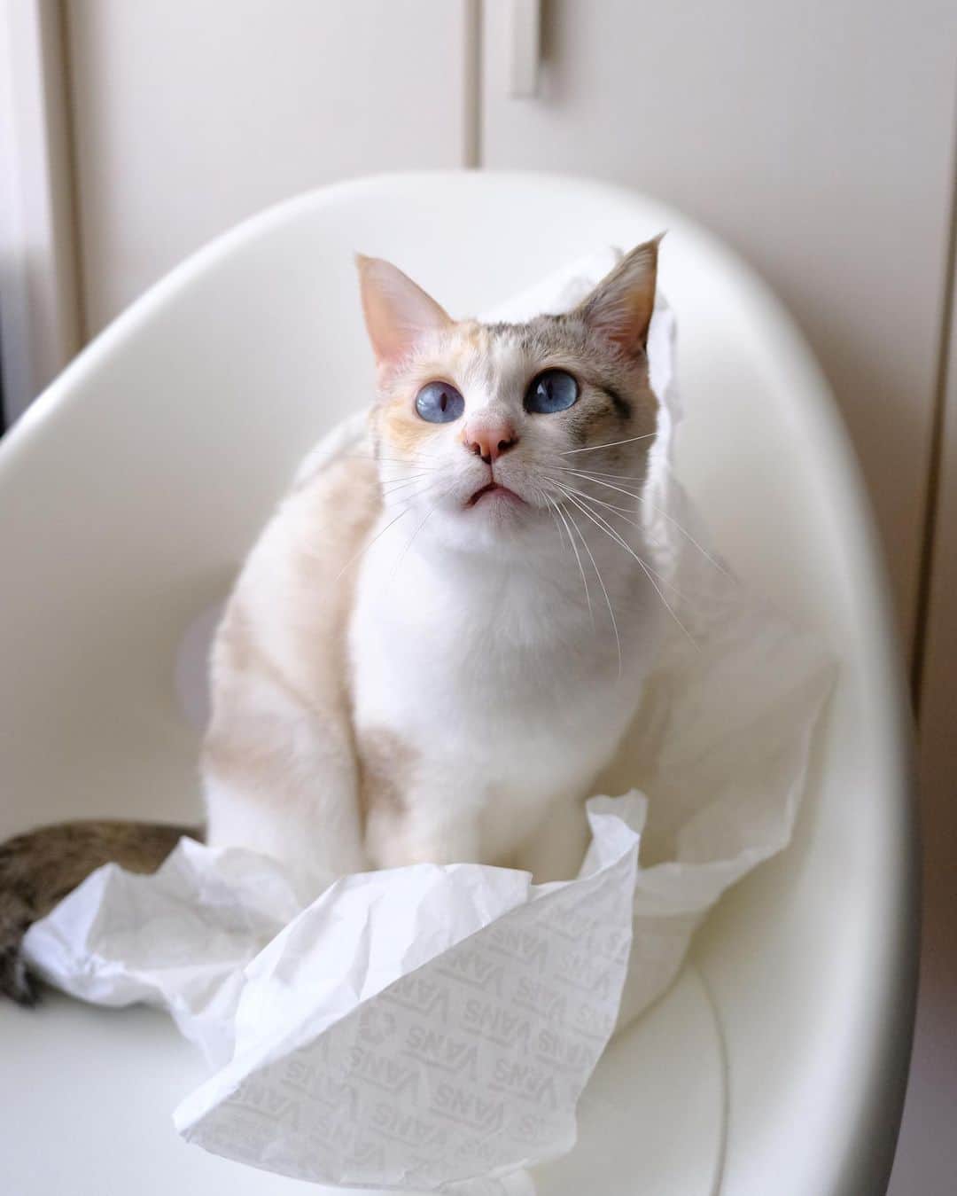 仁藤萌乃さんのインスタグラム写真 - (仁藤萌乃Instagram)「そこに紙があったから。#凪便り  ここ数ヶ月は慌ただしく過ごしていたので、久しぶりにカメラで凪さんを撮れて幸せ。  最近は暖かい日が増えて、窓辺で日向ぼっこをすることが多くなった凪さん🦭  猫のくせに、いつも私にべったりなので、1人の時間も楽しんでくれている様子が見れるのも嬉しいです。  #元保護猫 #保護猫と暮らす #今は過保護猫」3月31日 20時20分 - moeno.n_official