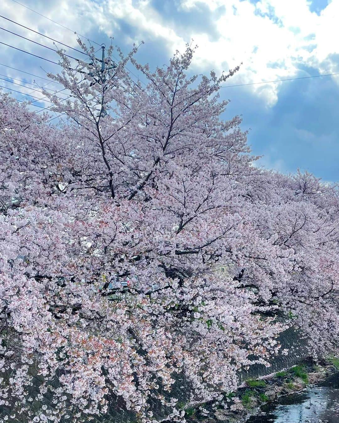 西川瑞希（みずきてぃ）さんのインスタグラム写真 - (西川瑞希（みずきてぃ）Instagram)「桜だよ〜🌸🌸🌸ってお話ししながらお散歩していたらパァーッと大きなお口をあけて今までで1番のにっこにこ笑顔をみせてくれた日//私もたまたま桜色…👚  どこのですか？と質問をいただいていたこの抱っこ紐はいろいろ調べていくつか購入したうちのひとつ。 @bobajapan Boba X  新生児の小さなとき。首も座っていないから心配で、なかなか買ったもののサイズが少しまだ大きいかな？と、合わなかったり、つけるのが難しかったりした中で"サッ"と簡単につけれて、ちゃんと密着感があって、包み込むようなやさしい抱っこができて、持っている中で今の小さな時期にも落ち着いてくれた抱っこ紐。  コットン100%で肌あたりもやさしいのと、小さい赤ちゃんの足も正しくM字の形になってくれるのも安心。  それから普段はしまっておけるフード付きで日中の日除けや、寝ている赤ちゃんの頭のサポート、枕にもなったりうれしいがいっぱい。  これをつけると、静かにキョロキョロと周りをみていたり、…と思ったらすーぐうとうとして寝ちゃいます✨見つけられてよかったぁ！  そして明日からは4月のスタートですね！なんだか4月ってうきうき、わくわく！！  #bobax #baby #mylove #sakura #springfashion #mizukifamily_ #抱っこ紐 #ボバエックス #春コーデ #0歳 #男の子ベビー #男の子ママ #おさんぽ #春 #赤ちゃんのいる生活 #桜 #さくら」3月31日 16時54分 - mizuki_nishikawa_