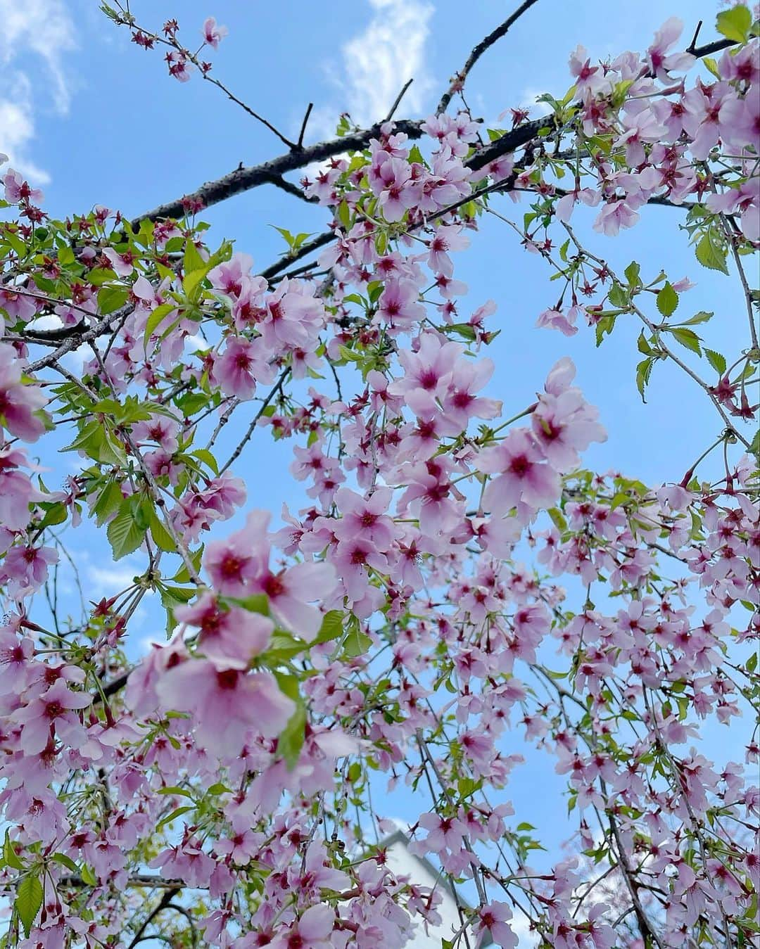 西川瑞希（みずきてぃ）さんのインスタグラム写真 - (西川瑞希（みずきてぃ）Instagram)「桜だよ〜🌸🌸🌸ってお話ししながらお散歩していたらパァーッと大きなお口をあけて今までで1番のにっこにこ笑顔をみせてくれた日//私もたまたま桜色…👚  どこのですか？と質問をいただいていたこの抱っこ紐はいろいろ調べていくつか購入したうちのひとつ。 @bobajapan Boba X  新生児の小さなとき。首も座っていないから心配で、なかなか買ったもののサイズが少しまだ大きいかな？と、合わなかったり、つけるのが難しかったりした中で"サッ"と簡単につけれて、ちゃんと密着感があって、包み込むようなやさしい抱っこができて、持っている中で今の小さな時期にも落ち着いてくれた抱っこ紐。  コットン100%で肌あたりもやさしいのと、小さい赤ちゃんの足も正しくM字の形になってくれるのも安心。  それから普段はしまっておけるフード付きで日中の日除けや、寝ている赤ちゃんの頭のサポート、枕にもなったりうれしいがいっぱい。  これをつけると、静かにキョロキョロと周りをみていたり、…と思ったらすーぐうとうとして寝ちゃいます✨見つけられてよかったぁ！  そして明日からは4月のスタートですね！なんだか4月ってうきうき、わくわく！！  #bobax #baby #mylove #sakura #springfashion #mizukifamily_ #抱っこ紐 #ボバエックス #春コーデ #0歳 #男の子ベビー #男の子ママ #おさんぽ #春 #赤ちゃんのいる生活 #桜 #さくら」3月31日 16時54分 - mizuki_nishikawa_