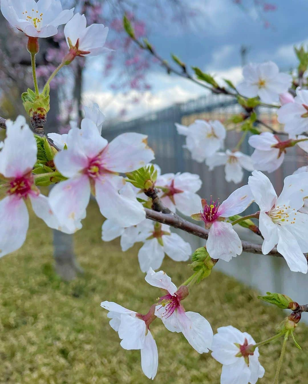 西川瑞希（みずきてぃ）さんのインスタグラム写真 - (西川瑞希（みずきてぃ）Instagram)「桜だよ〜🌸🌸🌸ってお話ししながらお散歩していたらパァーッと大きなお口をあけて今までで1番のにっこにこ笑顔をみせてくれた日//私もたまたま桜色…👚  どこのですか？と質問をいただいていたこの抱っこ紐はいろいろ調べていくつか購入したうちのひとつ。 @bobajapan Boba X  新生児の小さなとき。首も座っていないから心配で、なかなか買ったもののサイズが少しまだ大きいかな？と、合わなかったり、つけるのが難しかったりした中で"サッ"と簡単につけれて、ちゃんと密着感があって、包み込むようなやさしい抱っこができて、持っている中で今の小さな時期にも落ち着いてくれた抱っこ紐。  コットン100%で肌あたりもやさしいのと、小さい赤ちゃんの足も正しくM字の形になってくれるのも安心。  それから普段はしまっておけるフード付きで日中の日除けや、寝ている赤ちゃんの頭のサポート、枕にもなったりうれしいがいっぱい。  これをつけると、静かにキョロキョロと周りをみていたり、…と思ったらすーぐうとうとして寝ちゃいます✨見つけられてよかったぁ！  そして明日からは4月のスタートですね！なんだか4月ってうきうき、わくわく！！  #bobax #baby #mylove #sakura #springfashion #mizukifamily_ #抱っこ紐 #ボバエックス #春コーデ #0歳 #男の子ベビー #男の子ママ #おさんぽ #春 #赤ちゃんのいる生活 #桜 #さくら」3月31日 16時54分 - mizuki_nishikawa_