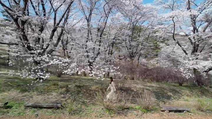 塩地美澄のインスタグラム：「おとといロケで行かせてもらった 埼玉県長瀞町にある 標高209メートルの野土山（のづちやま）。  今年は開花が早かったので ソメイヨシノの見頃は 今週末くらいまでとのことですよ🌸  ✅ ラジオ新番組「塩地美澄のふくろとじらじお」 毎週金曜よる21時〜  ✅DVD『楽園の扉』発売中  ✅4/12 写真集『Pearl』発売 ※4/15お渡し会のお申し込みはプロフィール欄より #塩地美澄」